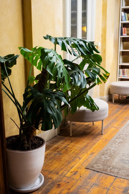 Interieur planten