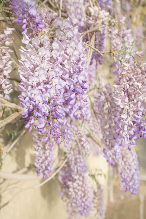 Verzorging en onderhoud van de Wisteria (Blauwe regen)