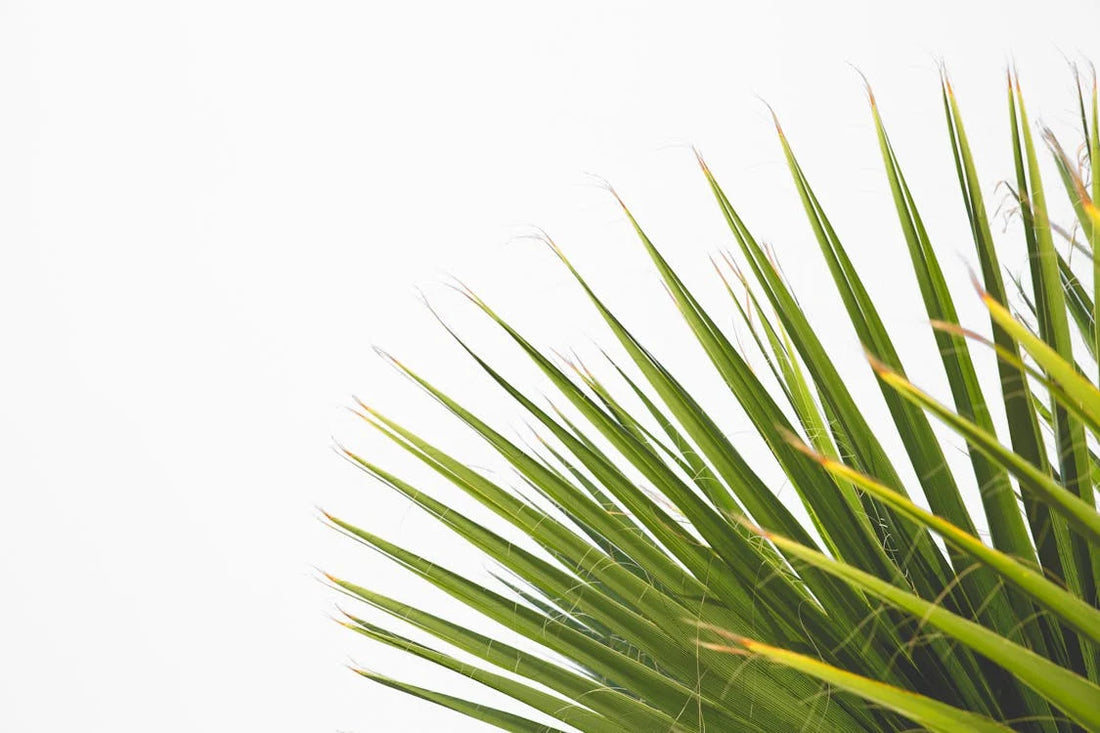 Top 5 Trends in Interieurbeplanting voor 2025