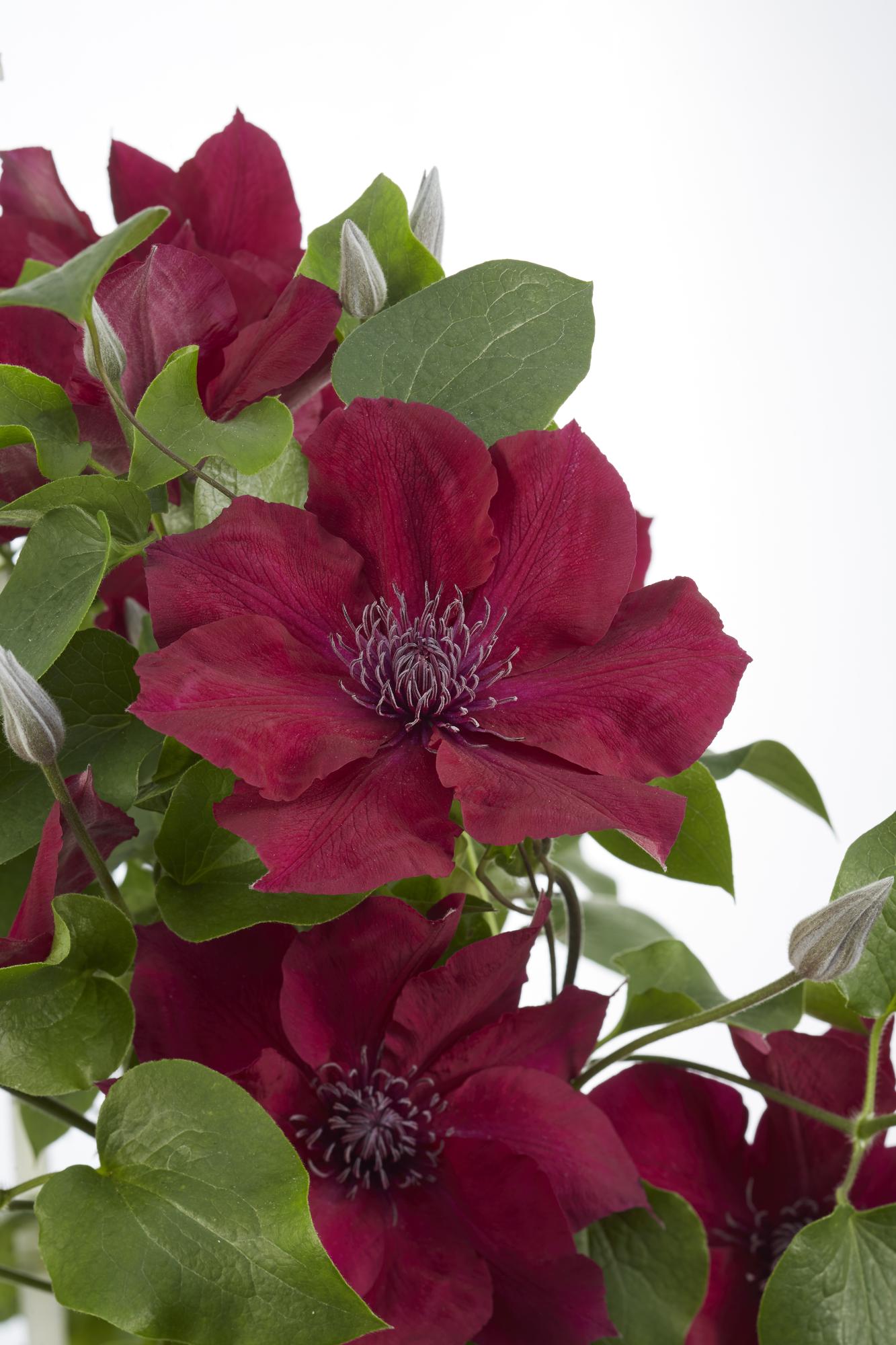 Clematis Nubia - Clematis Evison Rot - Ø15cm - ↕65cm - Ø15 - ↨65cm