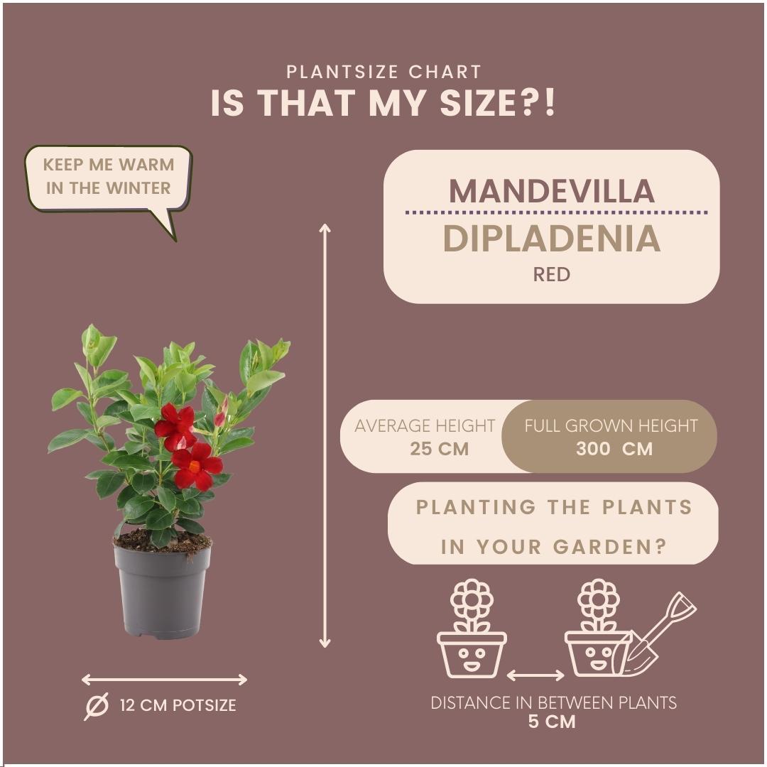 6 x Dipladenia Rot - Mandevilla Rot Ø12 cm - ↕25 cm