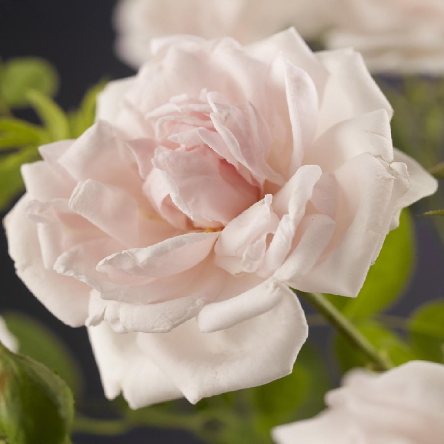 Green boutiQ - Kletterrose - Rosa New Dawn - Blüte Hellrosa - Pflegeleicht - 2 Pflanzen - Topf 11cm Höhe 40cm