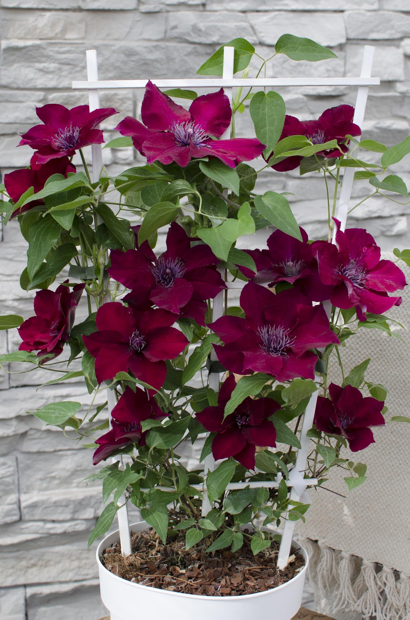 Clematis Nubia - Clematis Evison Rot - Ø15cm - ↕65cm - Ø15 - ↨65cm