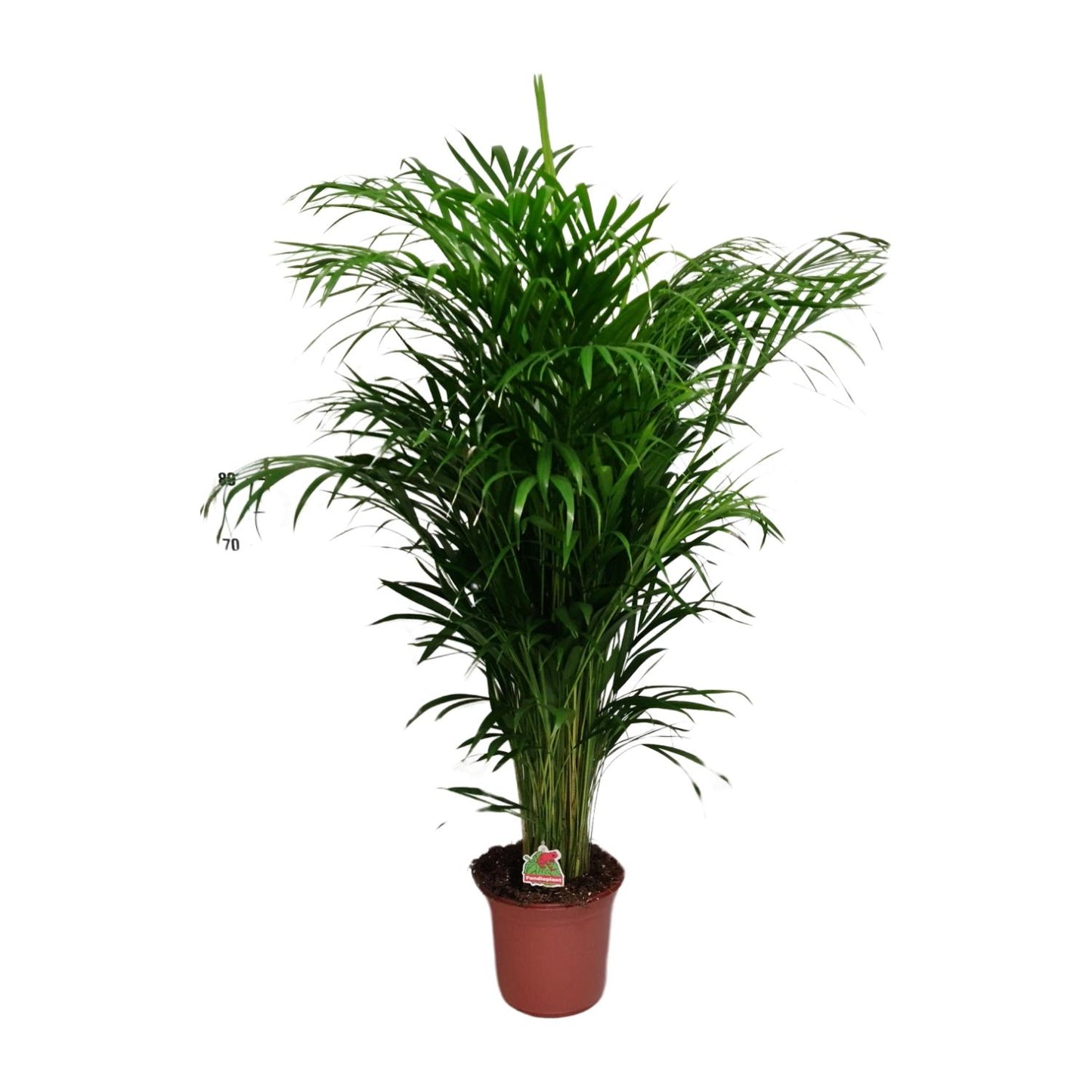 Dypsis Lutescens – Ø24cm – ↕125cm