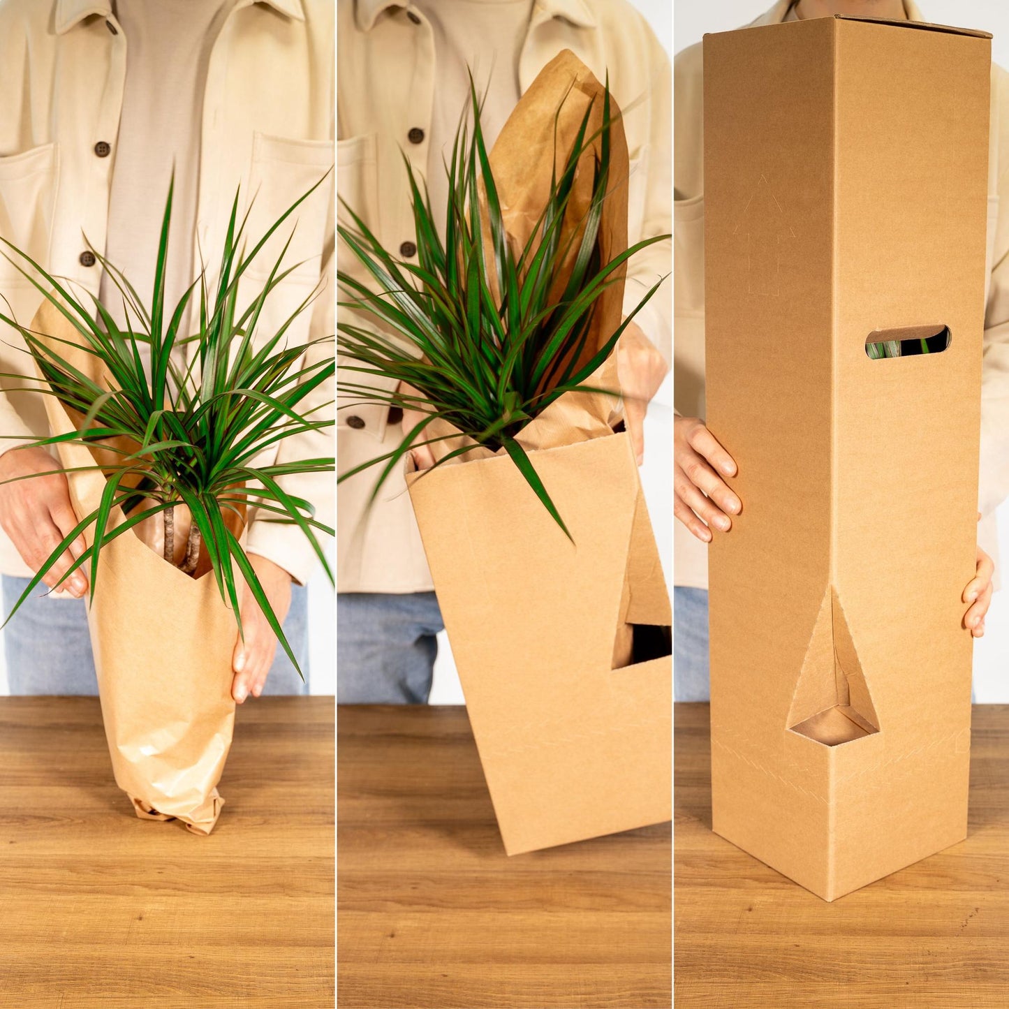 Calathea Triostar - Pfauenpflanze - Ø19cm - ↕70cm