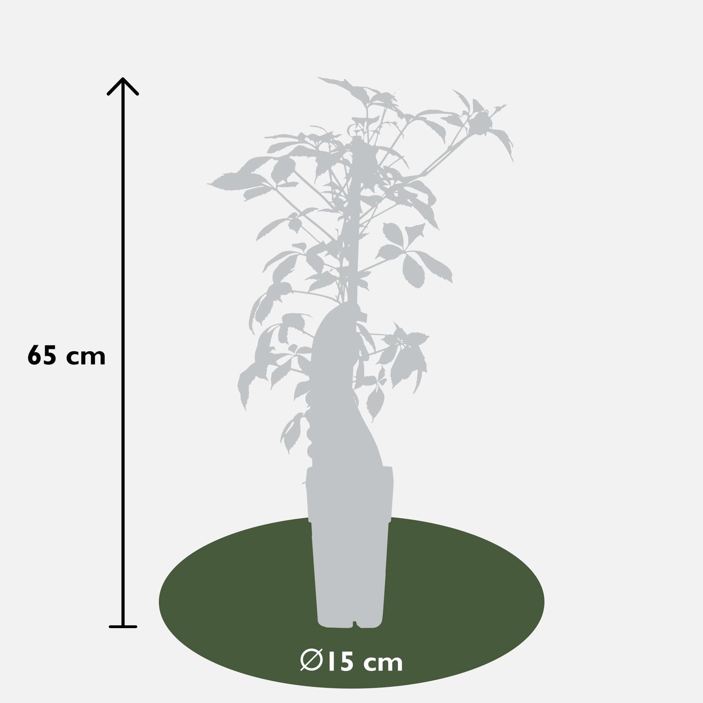Parthenocissus henryana – Chinesische Virginia-Rebe – Ø15 cm – ↕65 cm