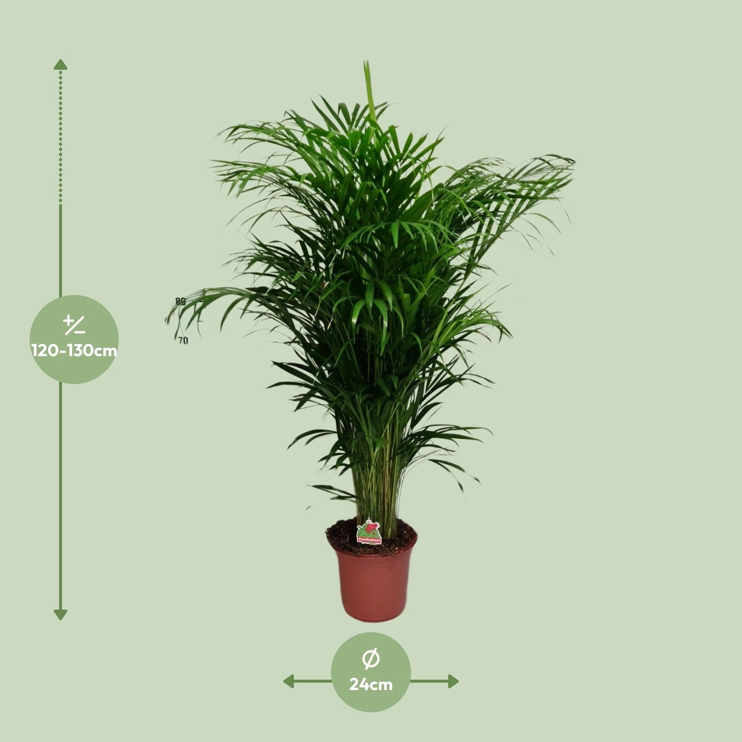 Dypsis Lutescens – Ø24cm – ↕125cm