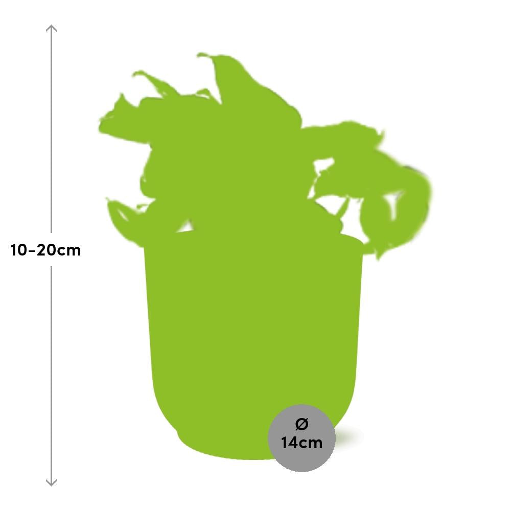 Epipremnum Pinnatum Happy Leaf in ELHO Vibes Fold 14cm rosa