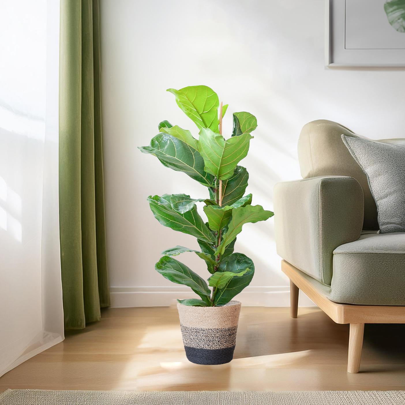 Ficus Lyrata mit Korb Lissabon schwarz - 80cm - Ø21