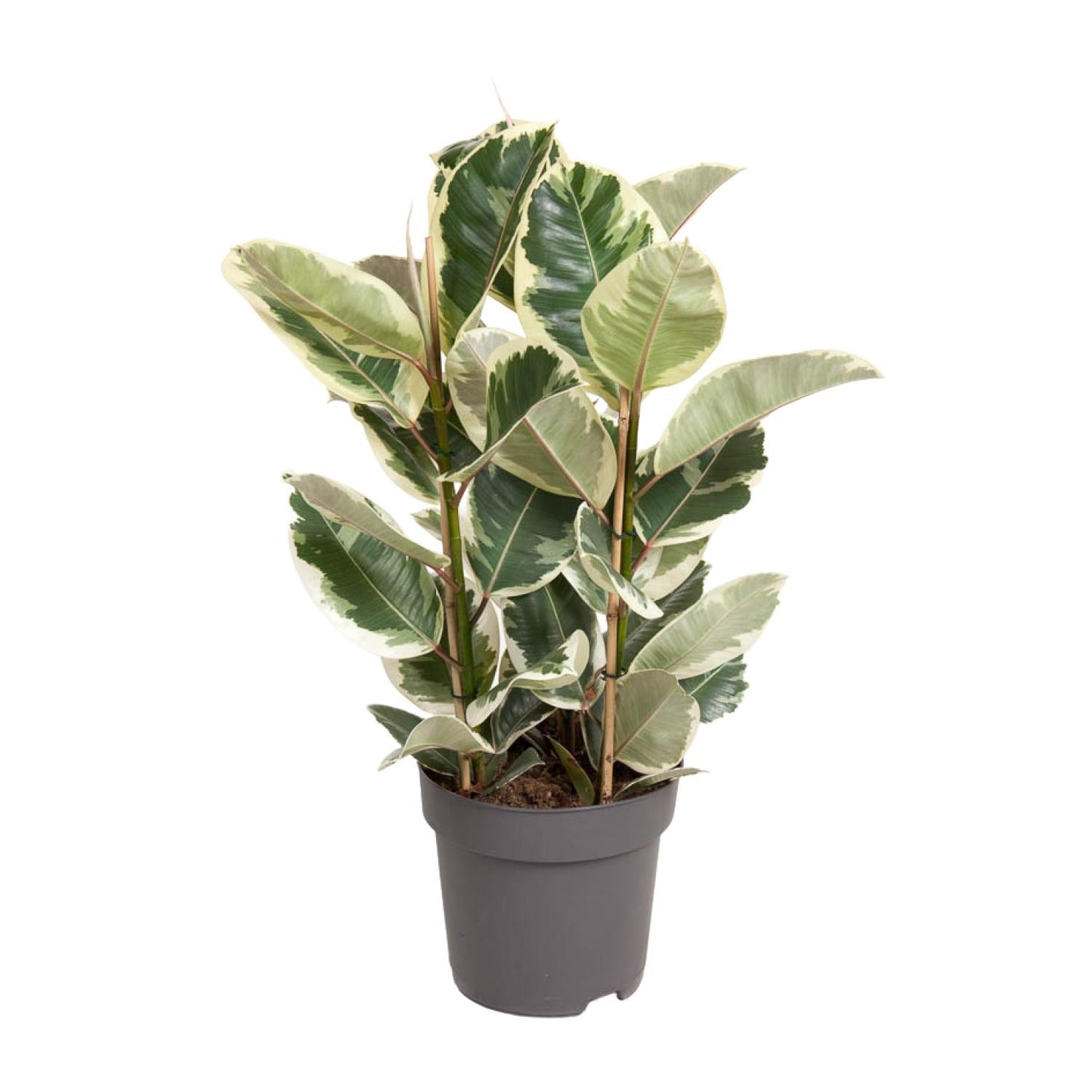 Ficus Elastica Tineke – Ø27cm – ↕100cm