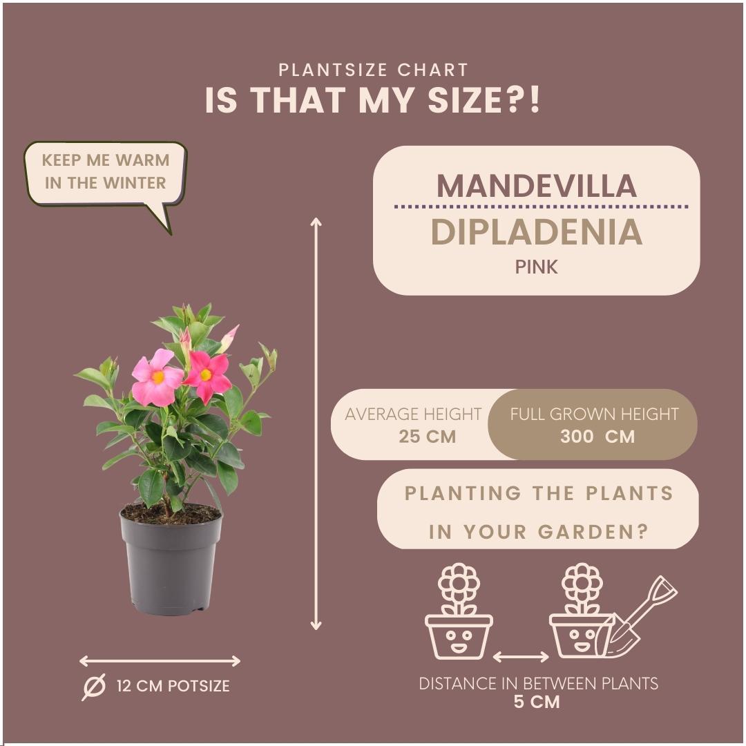 6 x Dipladenia Pink - Mandevilla Pink Ø12 cm - ↕25 cm