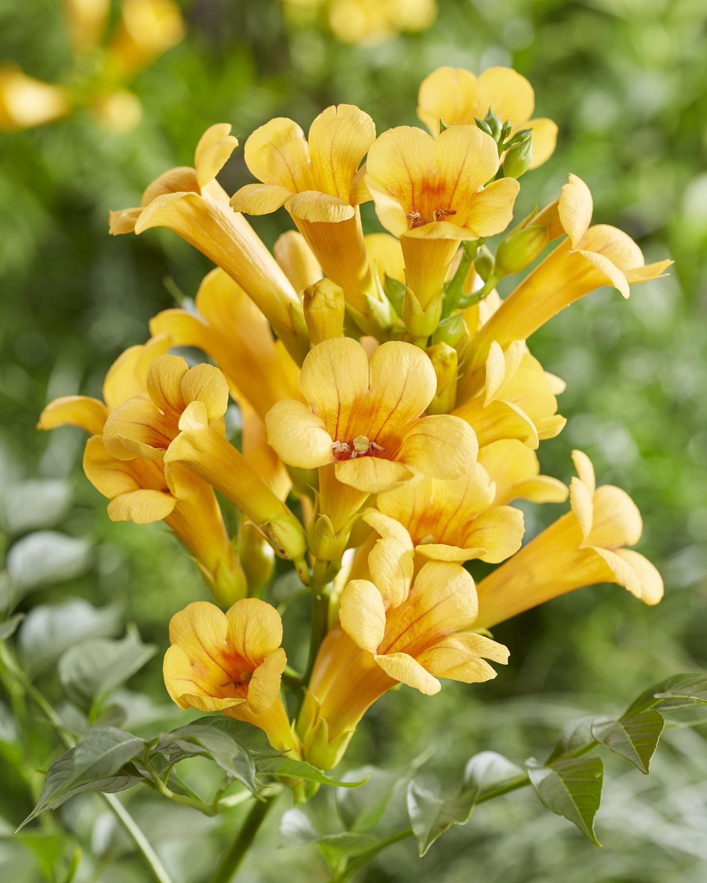 2x - Campsis Summer Jazz 'Gold Trumpet' - ↨65cm - Ø15