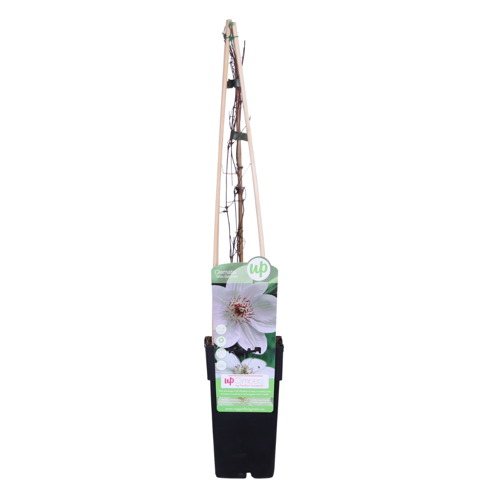 Clematis Miss Bateman - Clematis Weiß - Ø15cm - ↕65cm