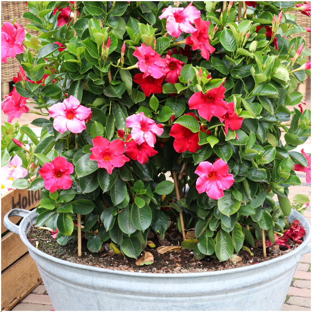 6 x Dipladenia Rot - Mandevilla Rot Ø12 cm - ↕25 cm