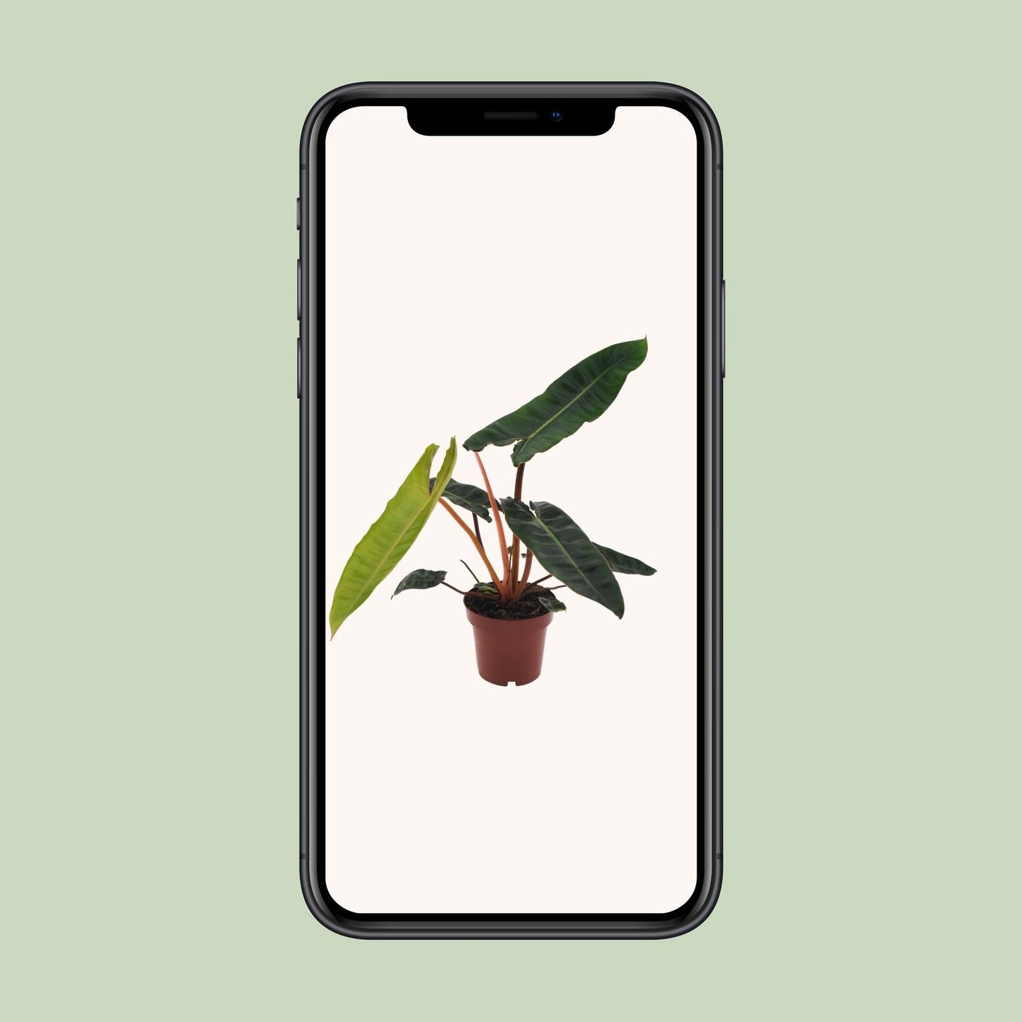Philodendron Billietiae – Ø12cm – ↕25cm