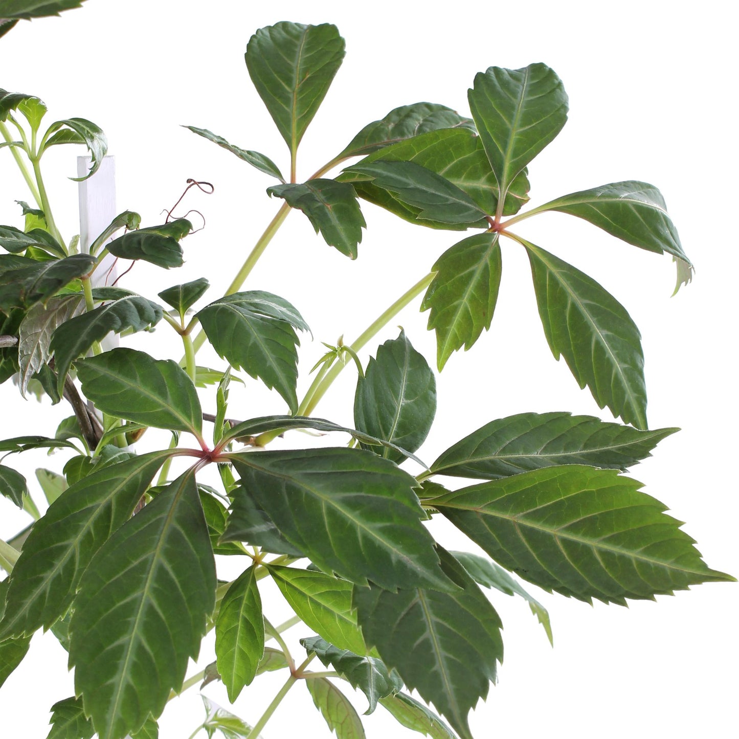 Parthenocissus henryana – Chinesische Virginia-Rebe – Ø15 cm – ↕65 cm