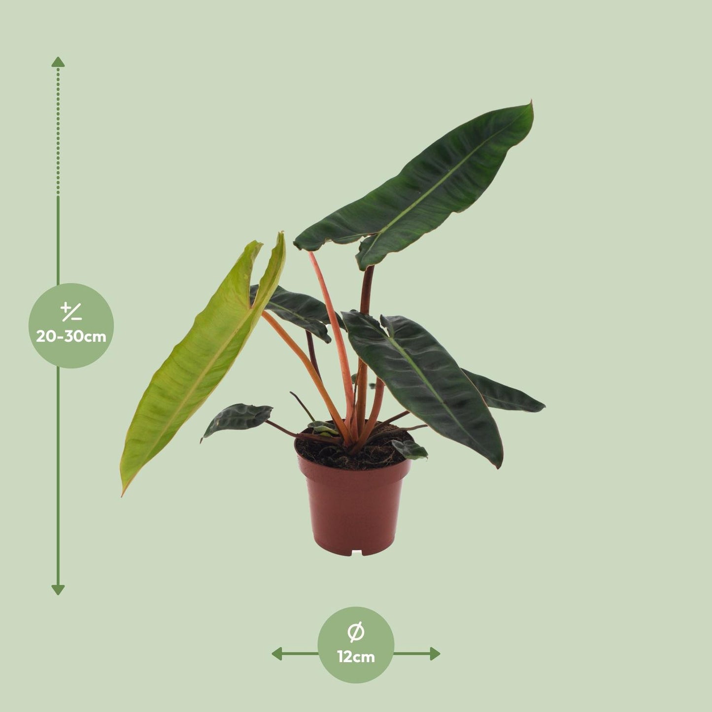 Philodendron Billietiae – Ø12cm – ↕25cm