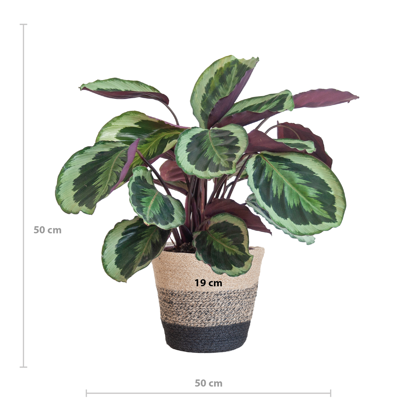 Calathea Medaillon met Lissabon mand zwart - 65cm - Ø19