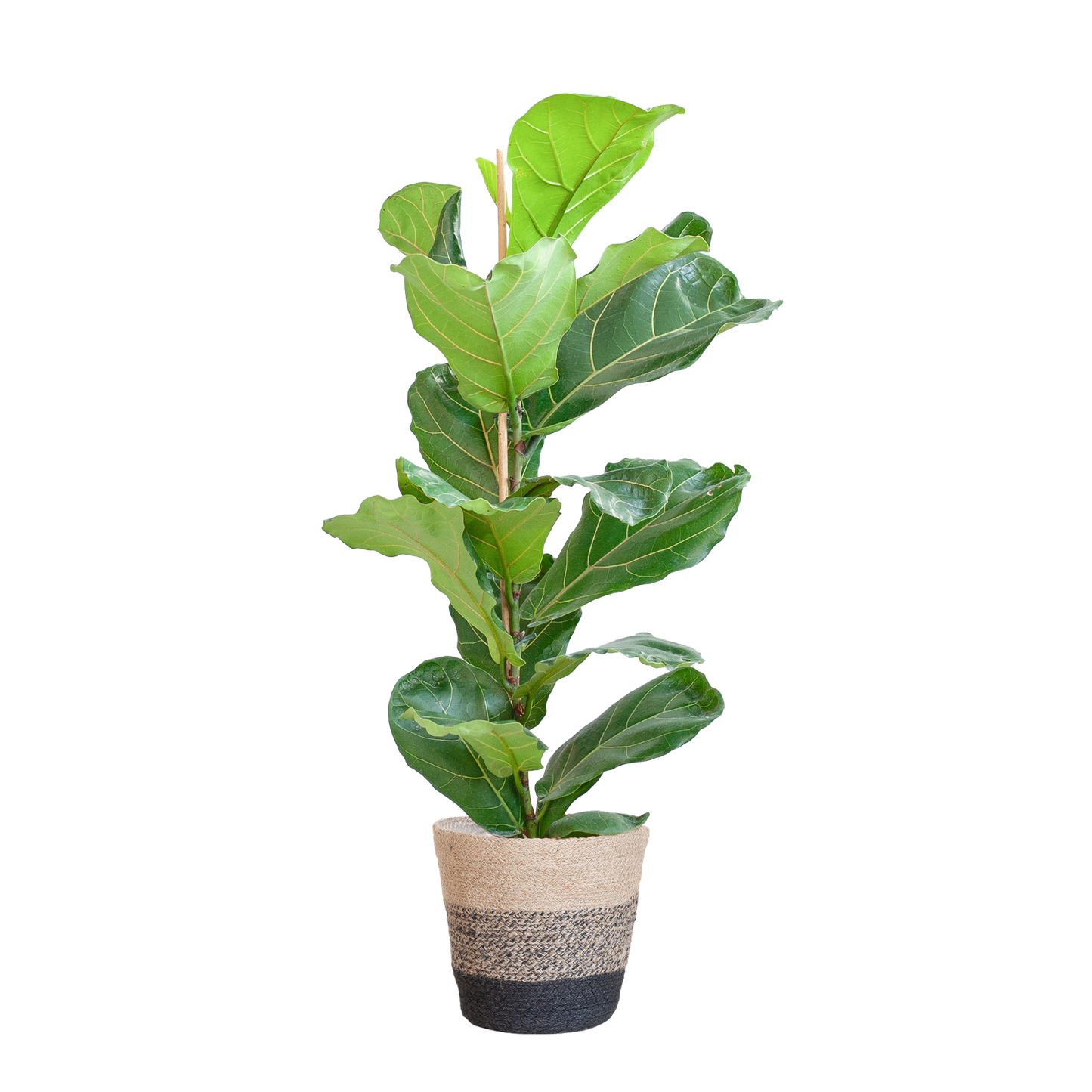 Ficus Lyrata mit Korb Lissabon schwarz - 80cm - Ø21