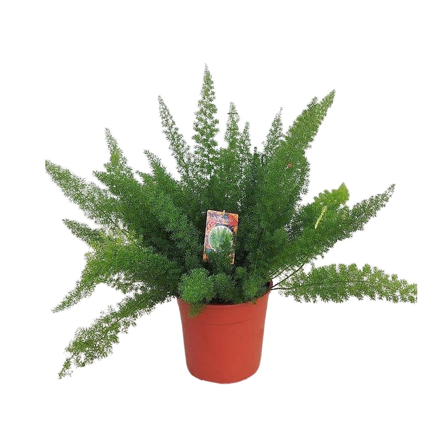 Spargel D. Meyers - Ø27cm - ↕60cm