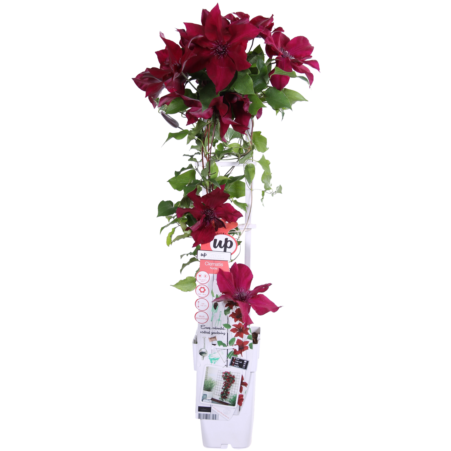 Clematis Nubia - Clematis Evison Rot - Ø15cm - ↕65cm - Ø15 - ↨65cm