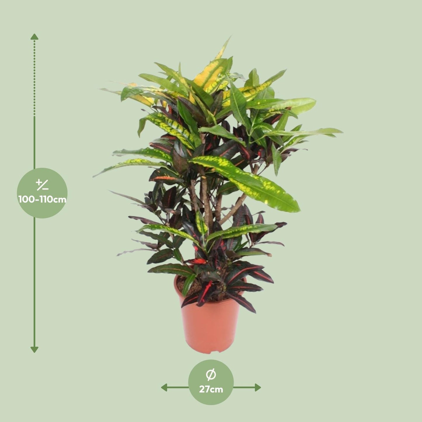 Codiaeum Mango (Croton Mango) – Ø27cm – ↕110cm