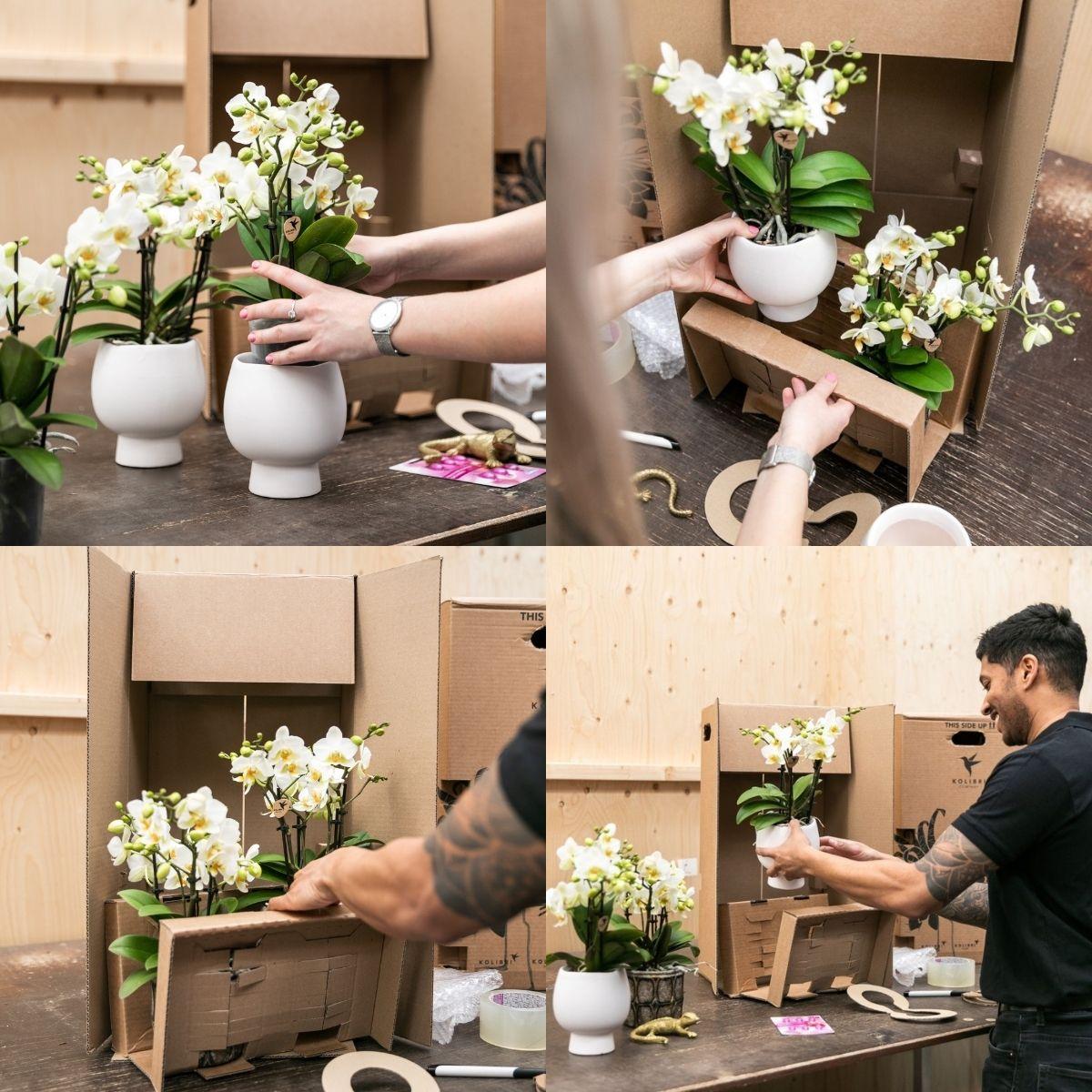 Kolibri-Orchideen | KOMBI-ANGEBOT mit 2 weißen Phalaenopsis-Orchideen - Amabilis - Topfgröße Ø9cm | blühende Zimmerpflanze – frisch vom Züchter