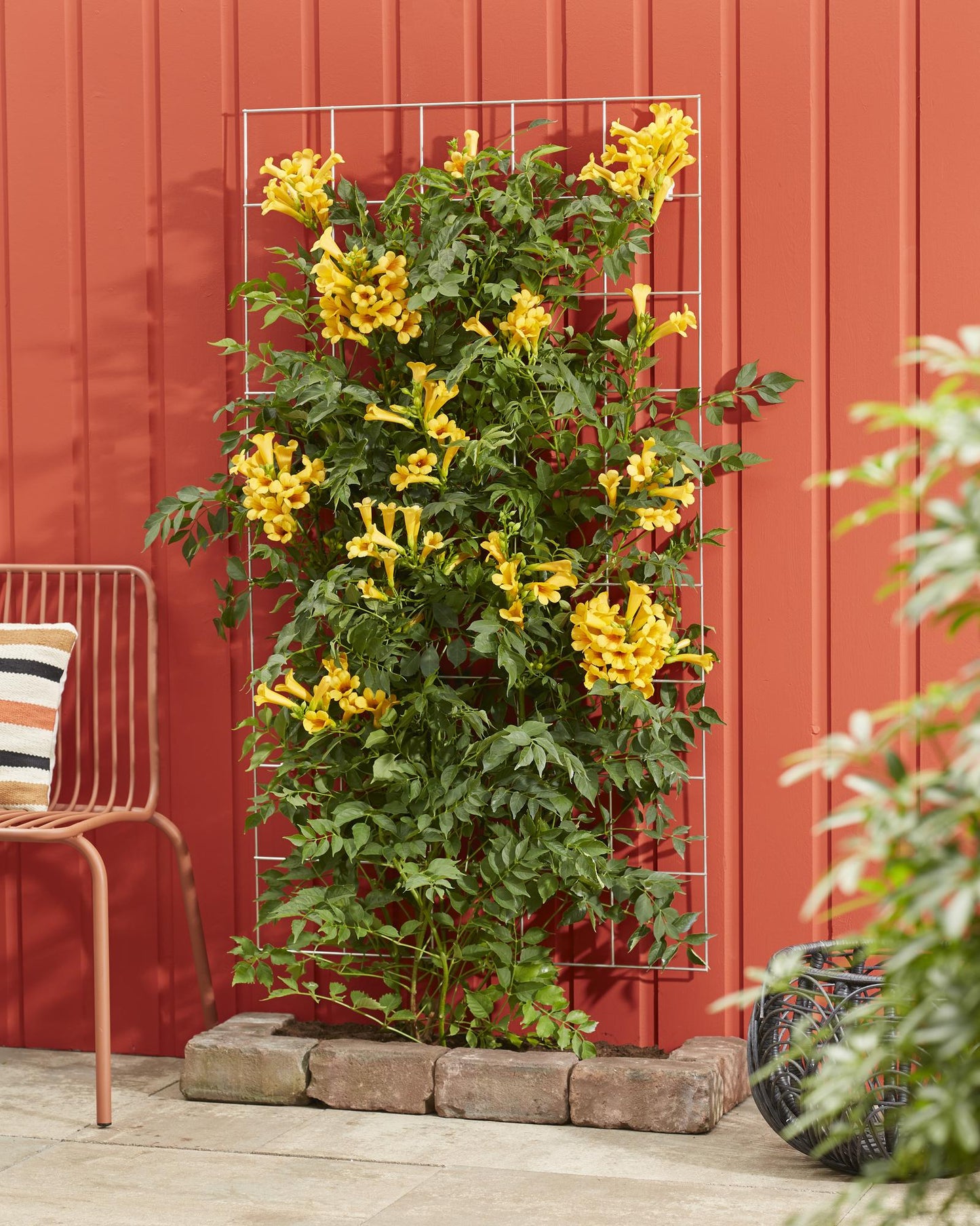 Campsis Summer Jazz 'Gold Trumpet' - Ø15cm - ↕65cm