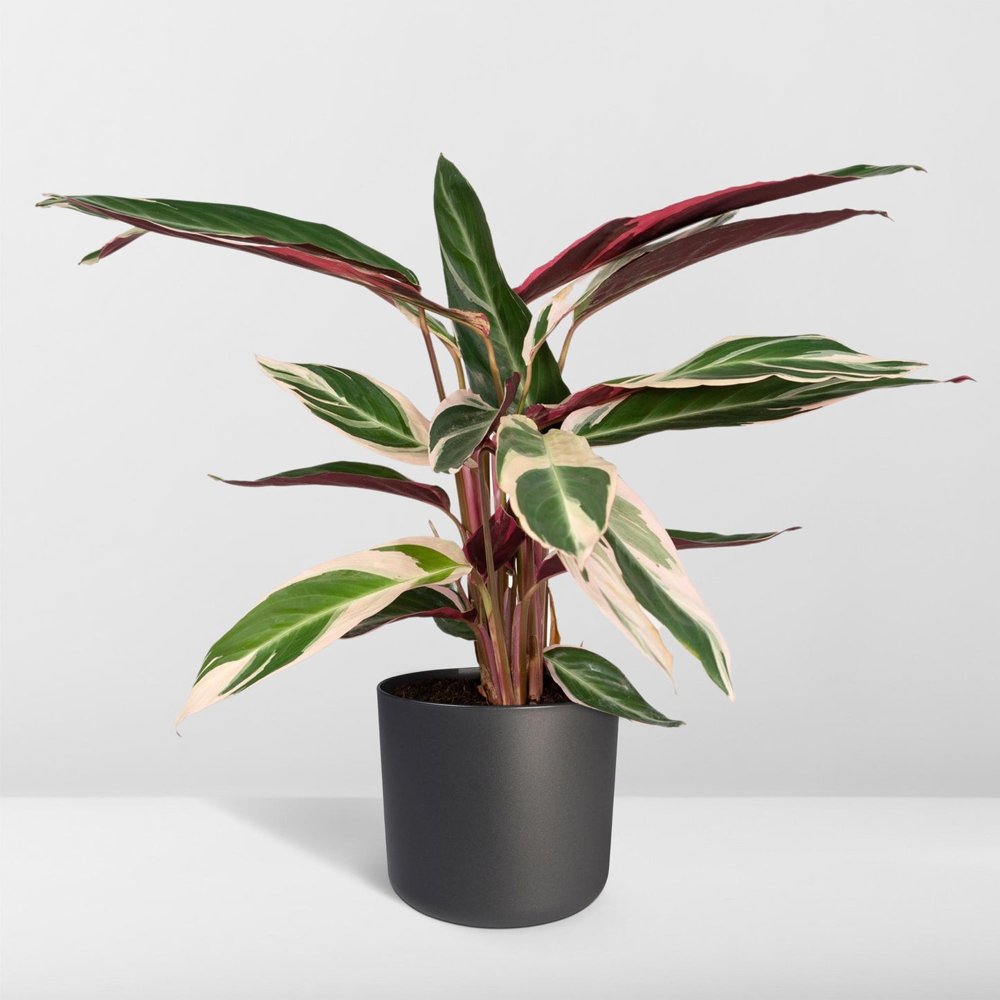 Calathea Triostar - Pfauenpflanze - Ø19cm - ↕70cm