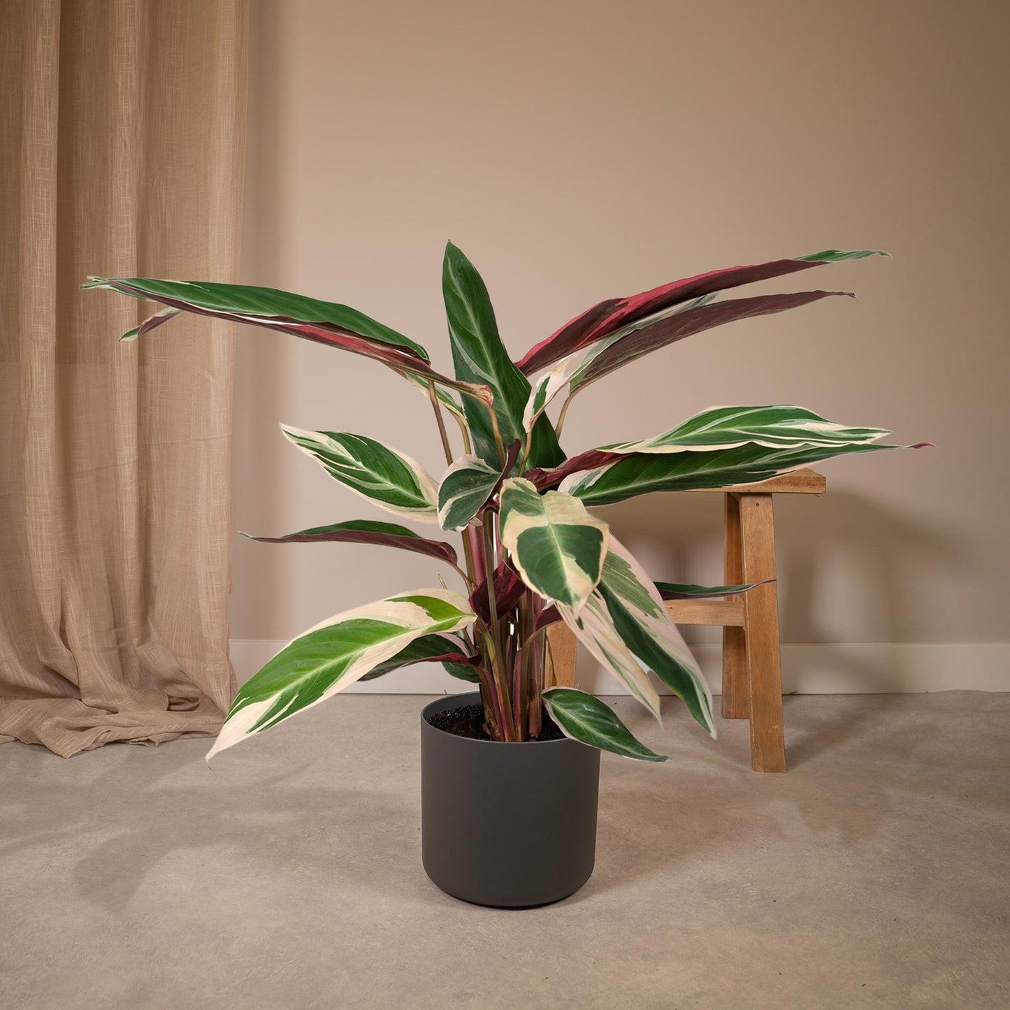 Calathea Triostar - Pfauenpflanze - Ø19cm - ↕70cm