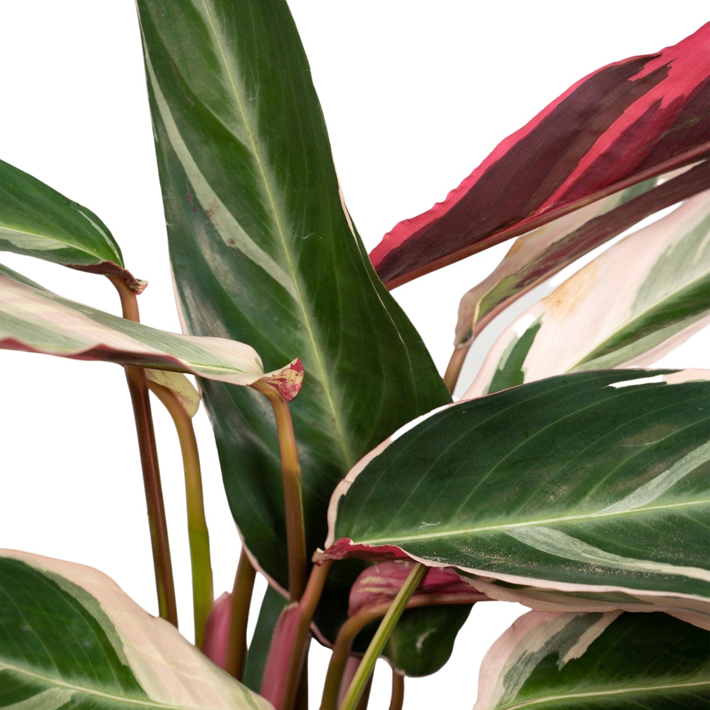 Calathea Triostar - Pfauenpflanze - Ø19cm - ↕70cm