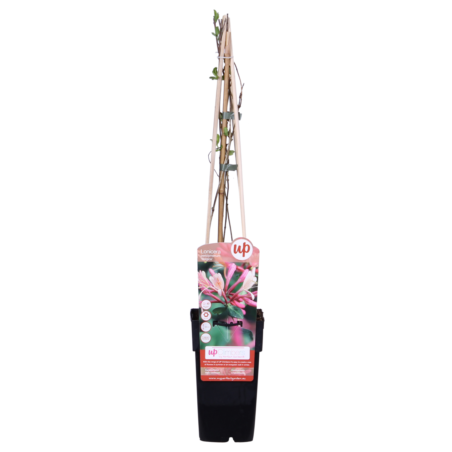 Lonicera periclymenum 'Belgica' - Ø15cm - ↕65cm