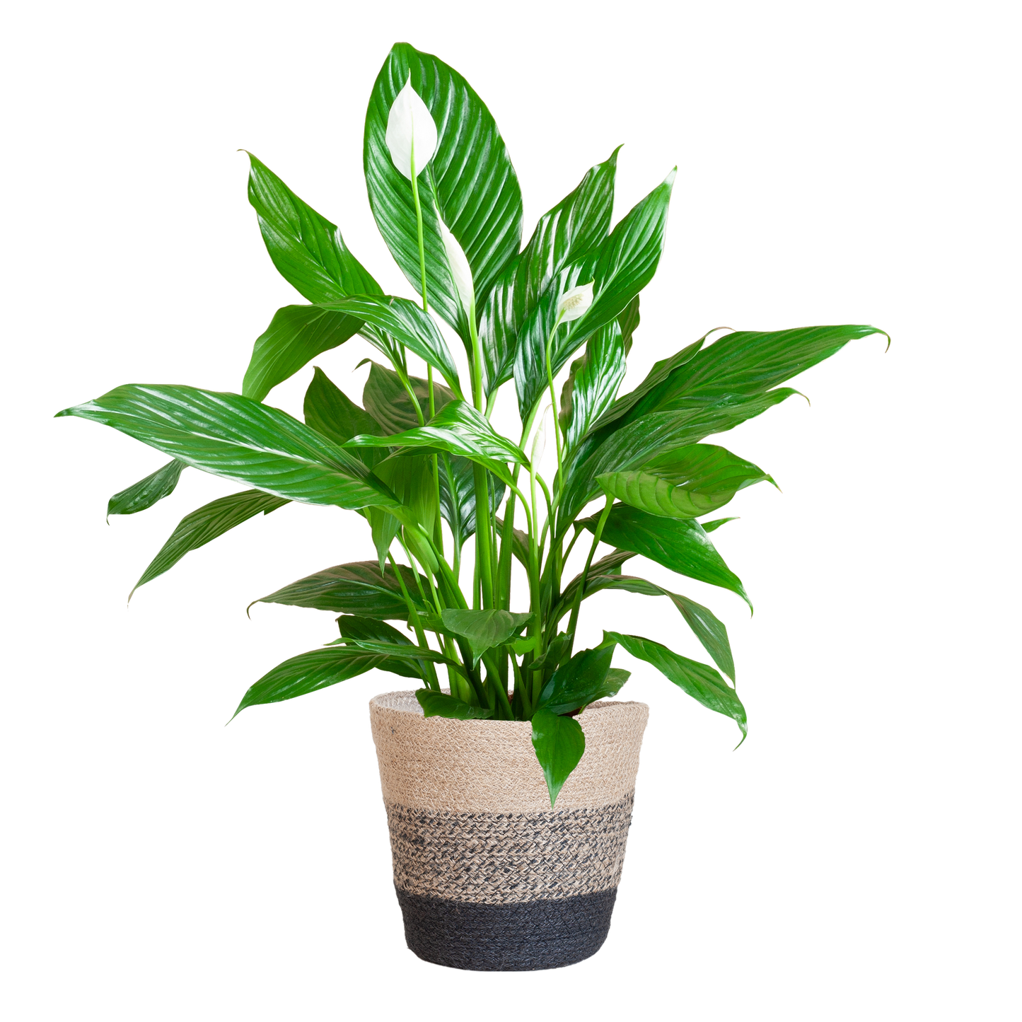 Spathiphyllum mit Korb Lissabon schwarz - 80cm - Ø21