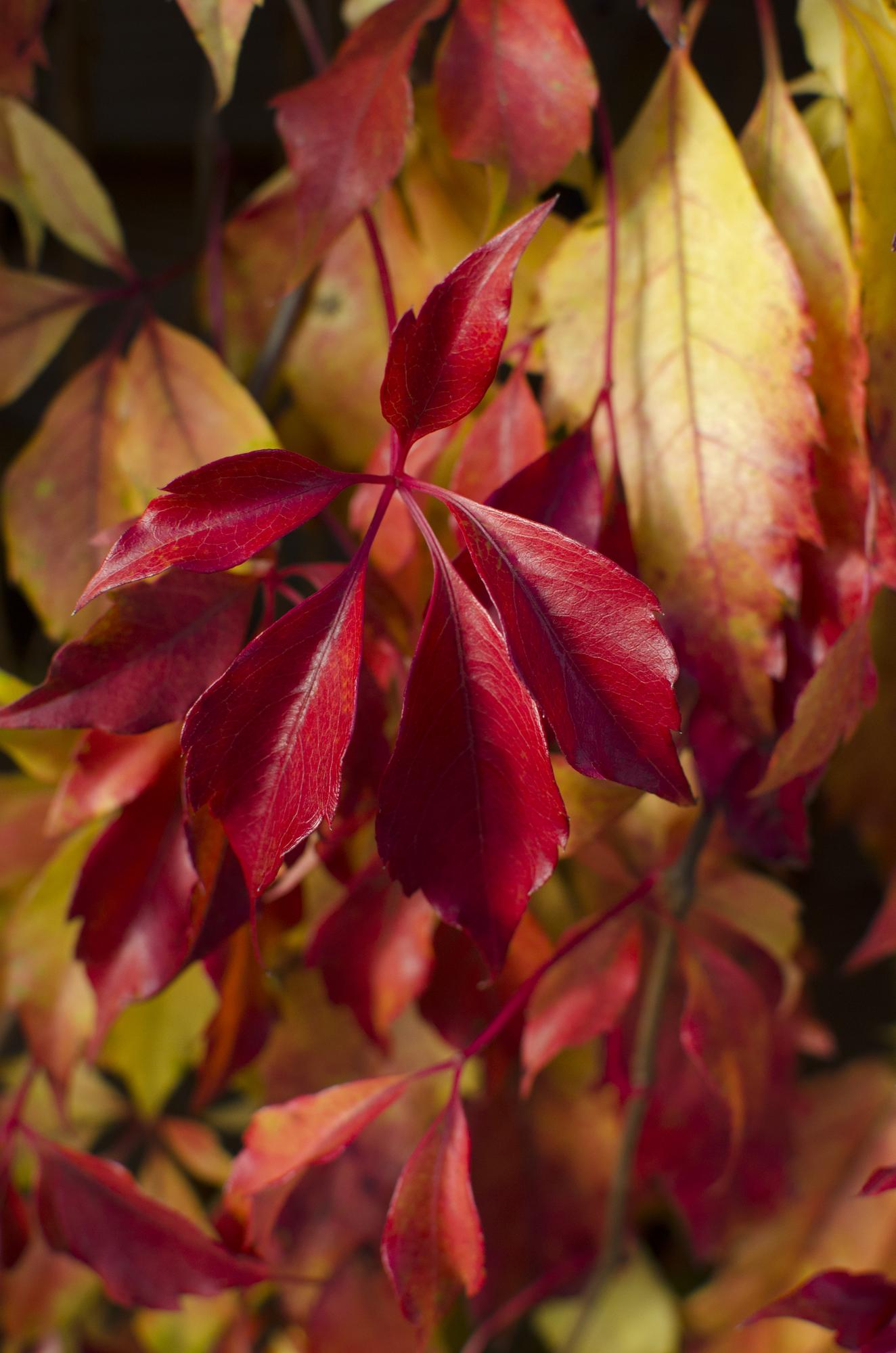 Parthenocissus henryana – Chinesische Virginia-Rebe – Ø15 cm – ↕65 cm