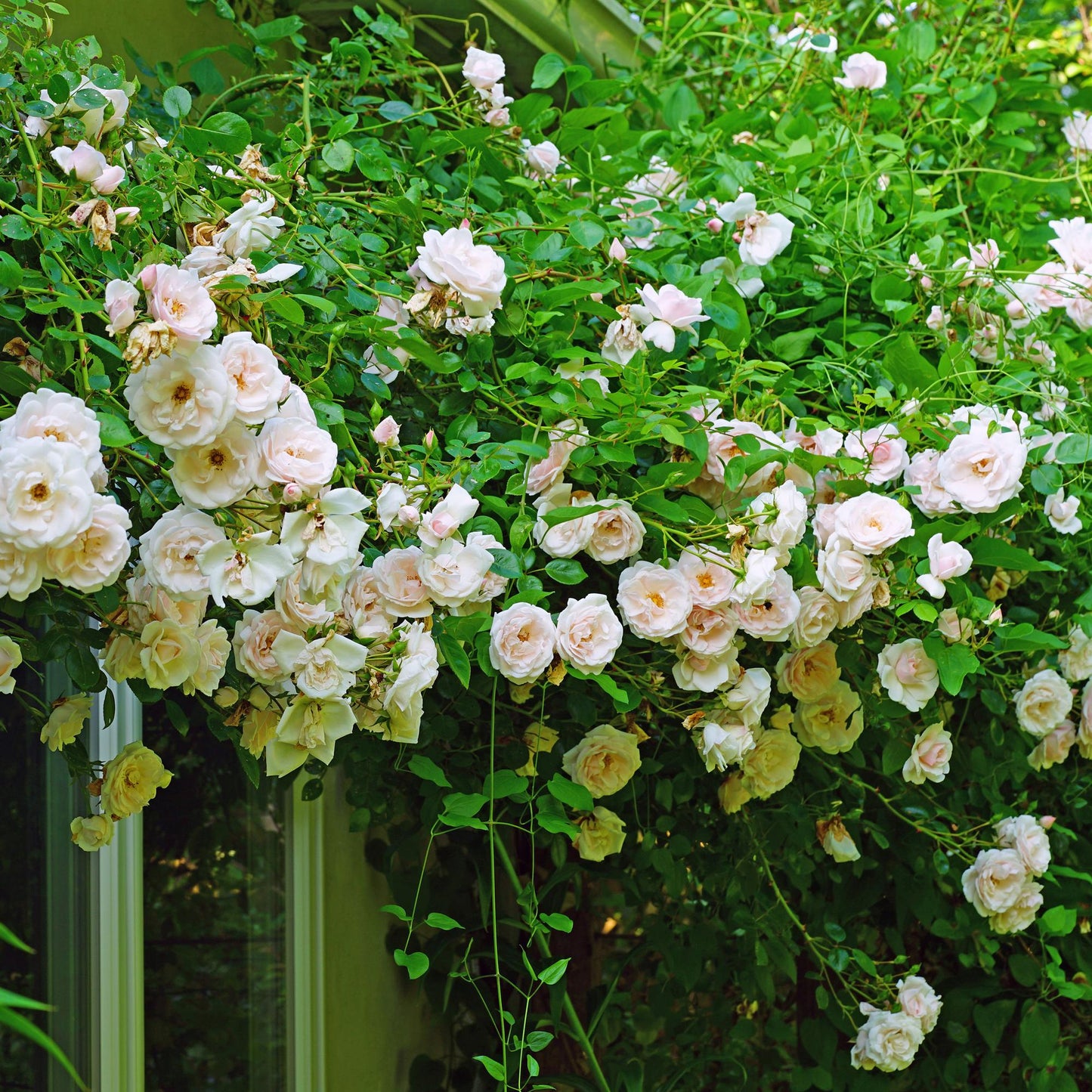 Green boutiQ - Kletterrose - Rosa New Dawn - Blüte Hellrosa - Pflegeleicht - 2 Pflanzen - Topf 11cm Höhe 40cm