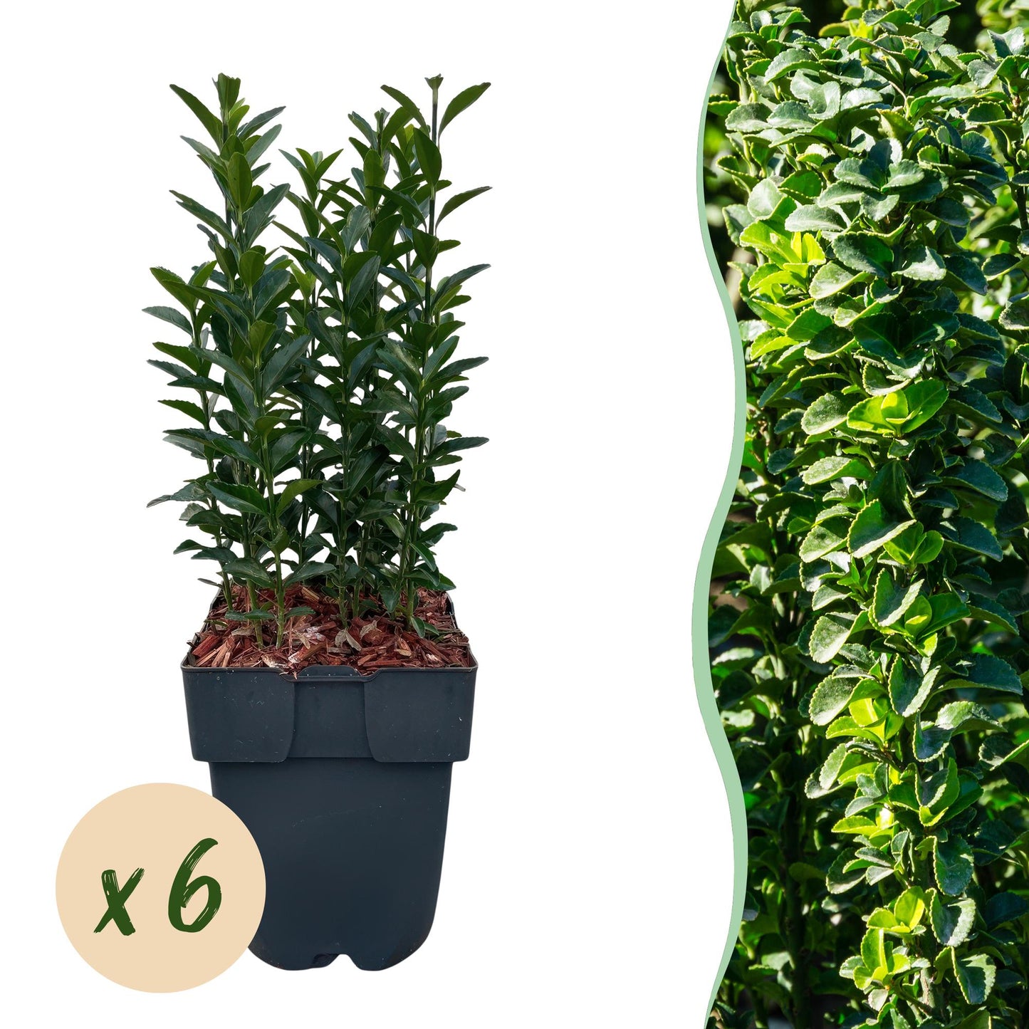 Green boutiQ - Heckenpflanzen - Euonymus japonica Green Spire - blattgrün - 6 Pflanzen - 1 Laufmeter - immergrün - Topf 17cm Höhe 40cm