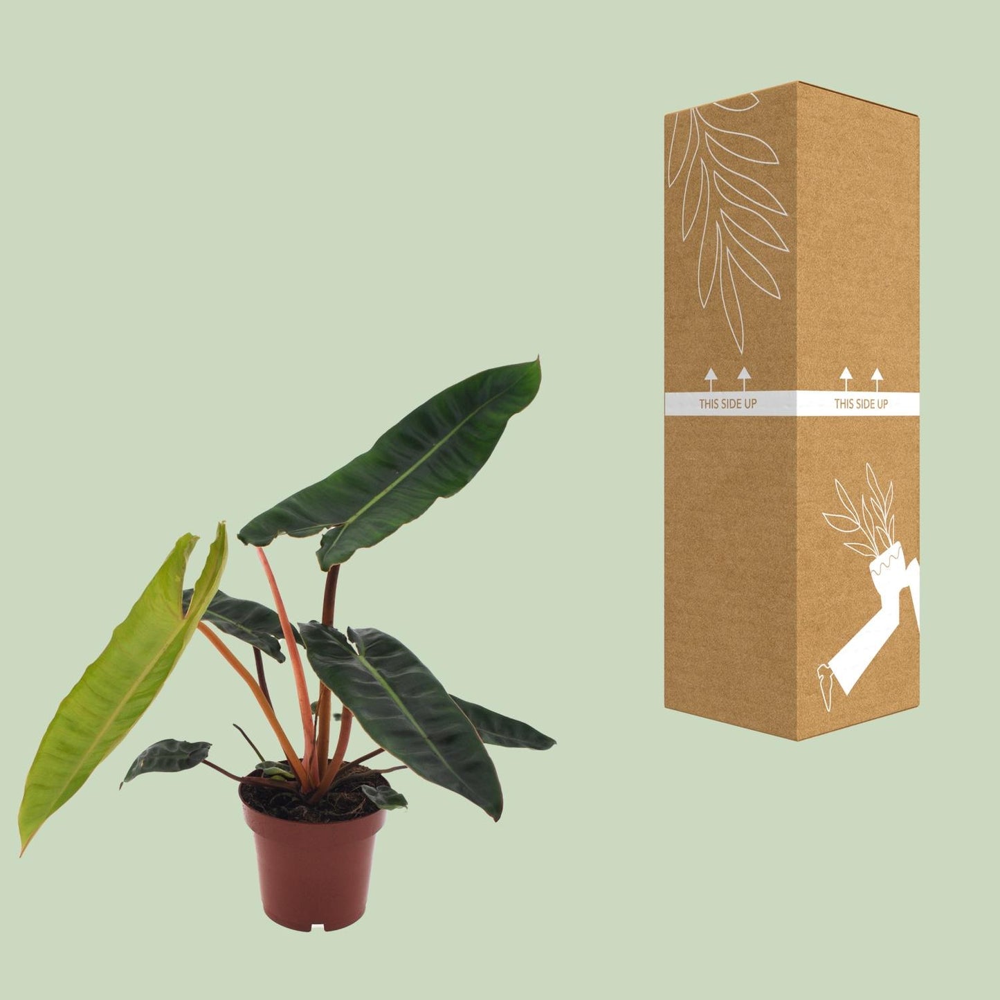 Philodendron Billietiae – Ø12cm – ↕25cm