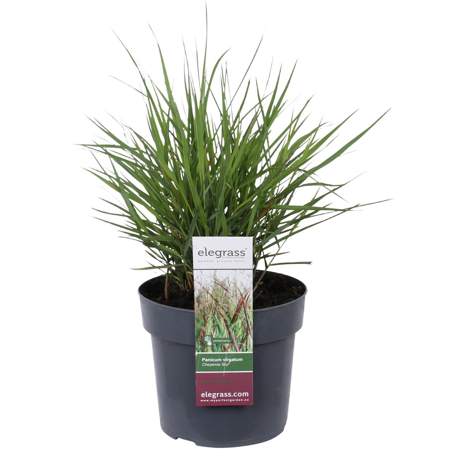 Panicum virgatum Cheyenne Sky - Ø23cm - ↕60cm - Ø19 - ↨50cm