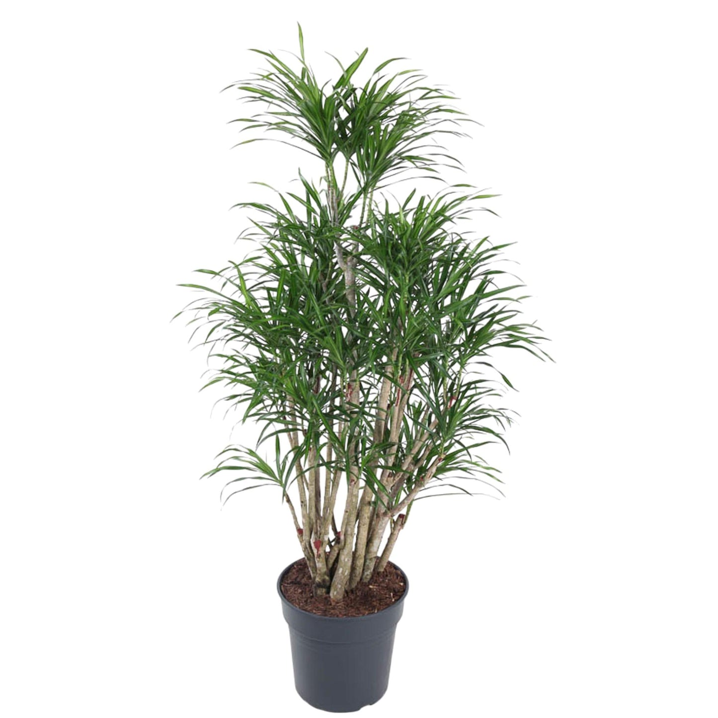 Dracaena Anita vertakt - 160 cm - ø34