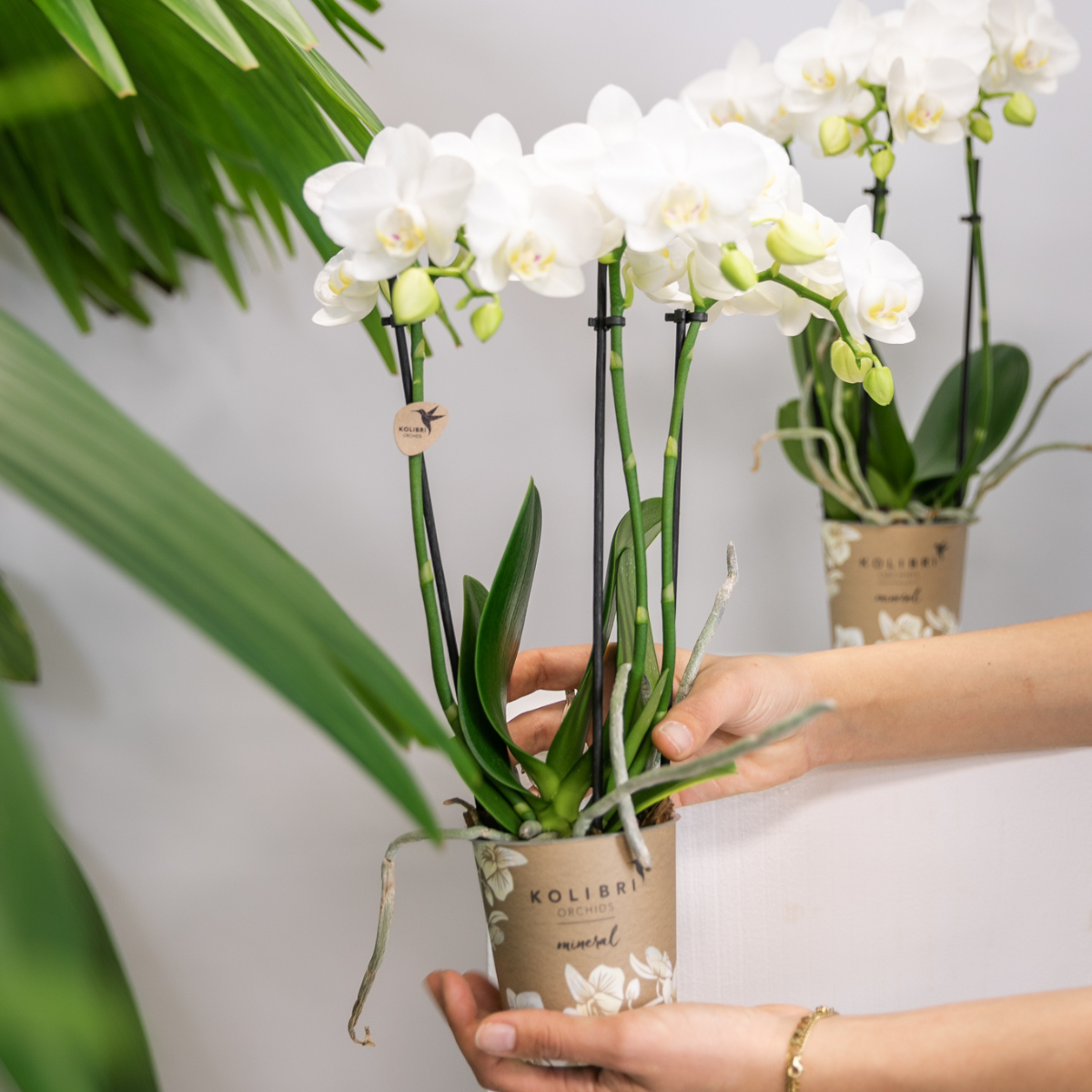 Kolibri-Orchideen | KOMBI-ANGEBOT mit 2 weißen Phalaenopsis-Orchideen - Amabilis - Topfgröße Ø9cm | blühende Zimmerpflanze – frisch vom Züchter