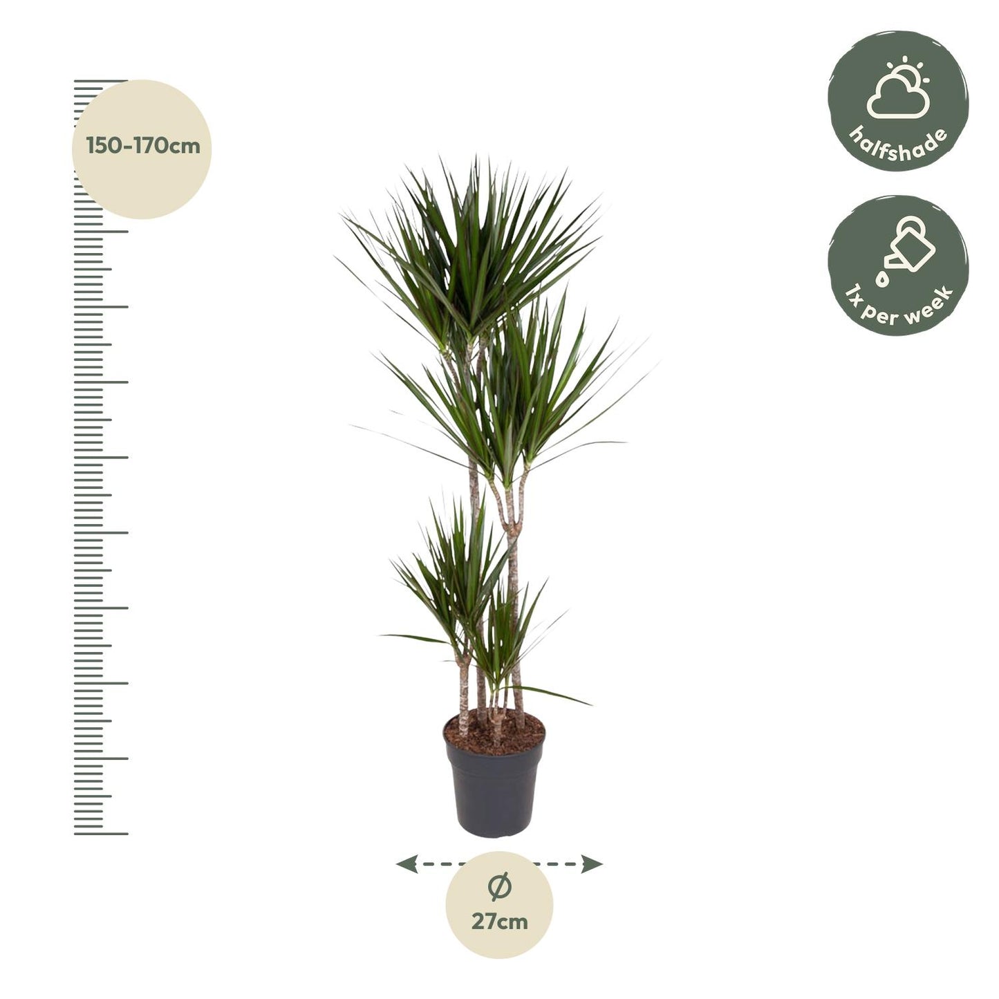Dracaena Marginata - 160 cm - ø24