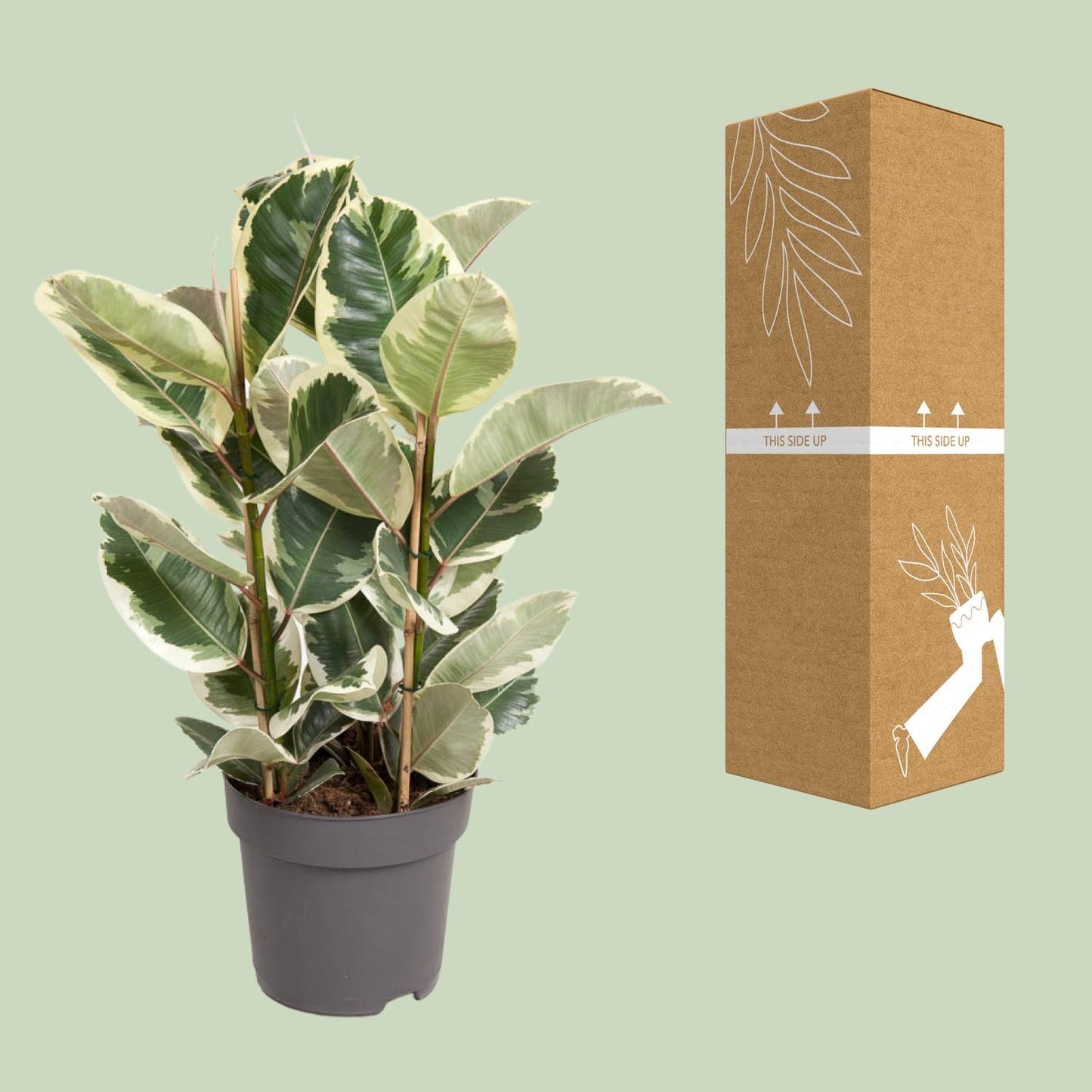 Ficus Elastica Tineke – Ø27cm – ↕100cm