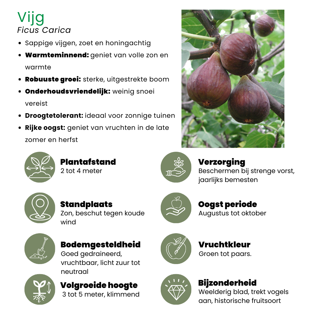 6 x Bio-Feigenbäume - Ø 13 cm - ↨ 20 cm