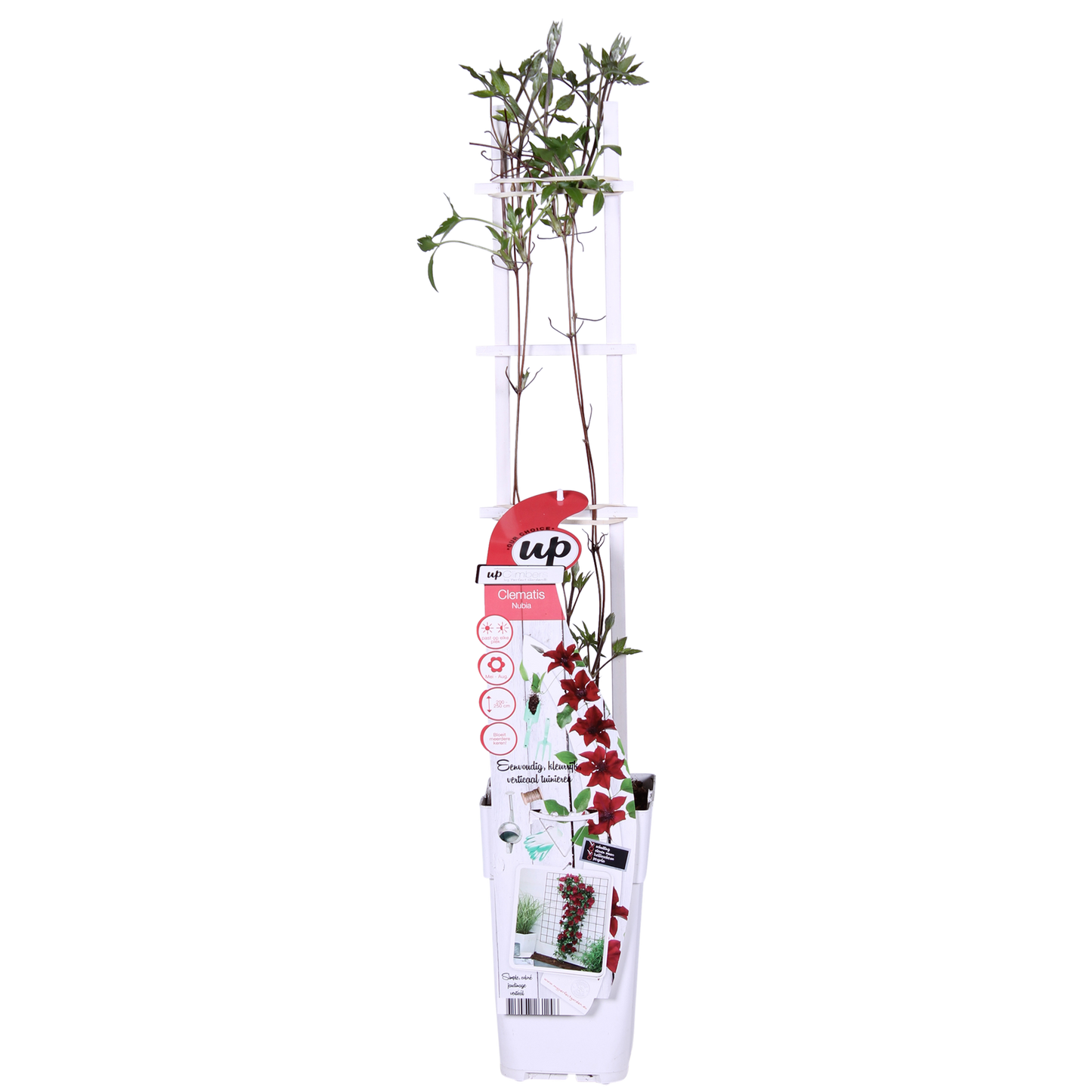 Clematis Nubia - Clematis Evison Rot - Ø15cm - ↕65cm - Ø15 - ↨65cm