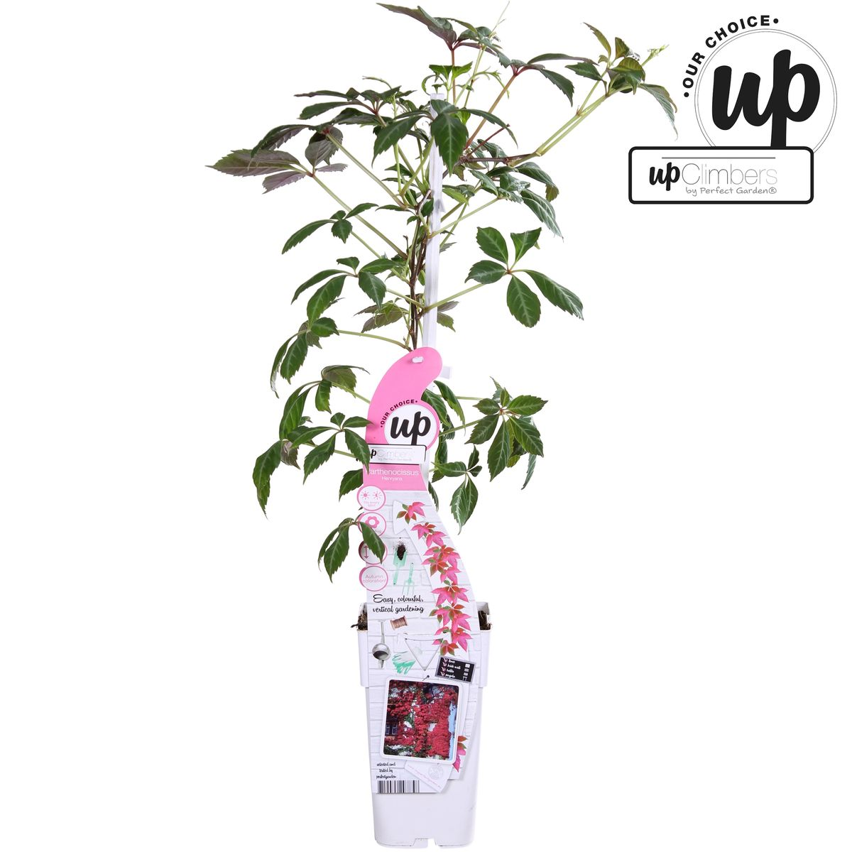 Parthenocissus henryana – Chinesische Virginia-Rebe – Ø15 cm – ↕65 cm
