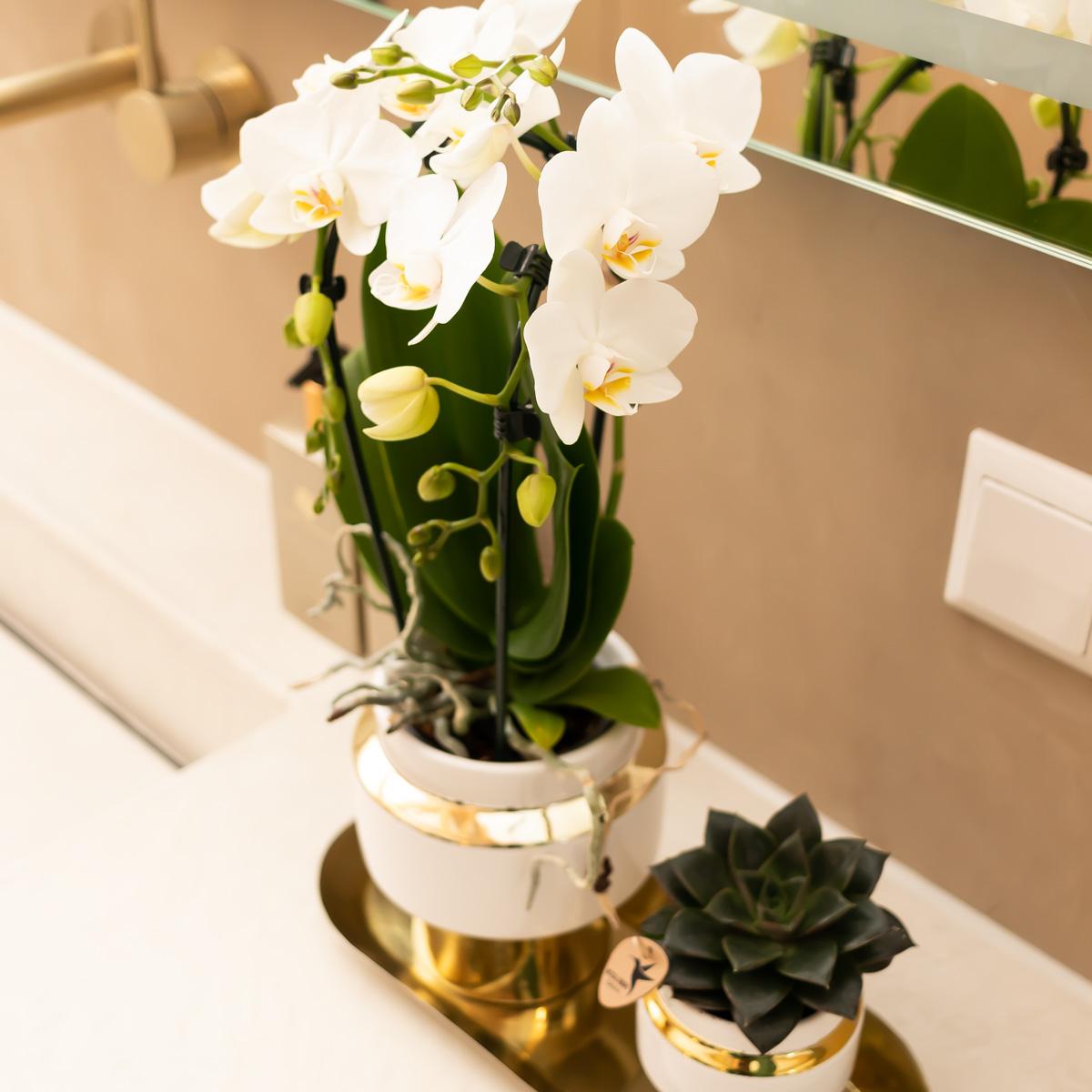 Kolibri Company – Set aus weißen Orchideen und Sukkulenten auf goldenem Tablett