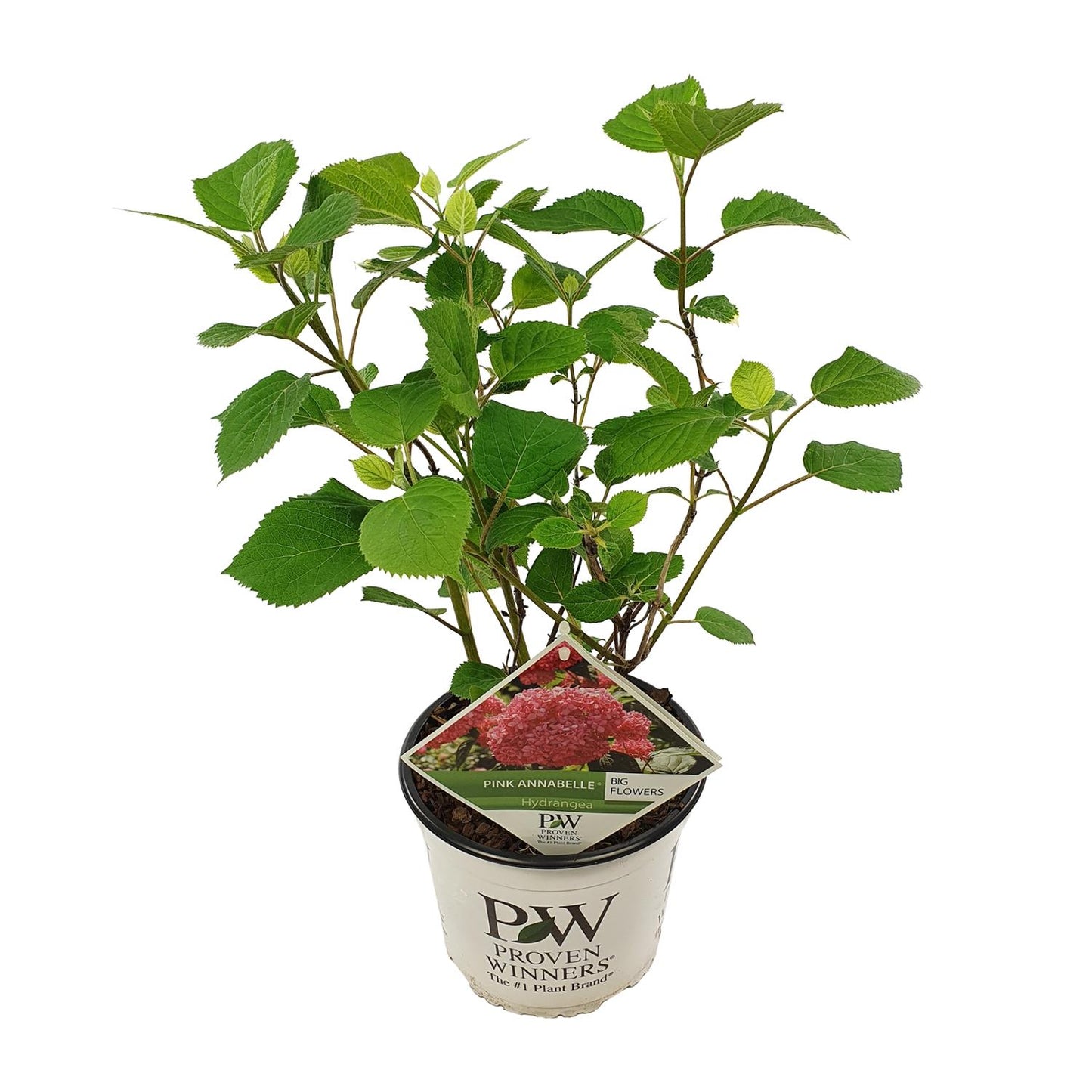 Hortensie Arbo. 'Rosa Annabelle' - Ø19cm - ↕30cm