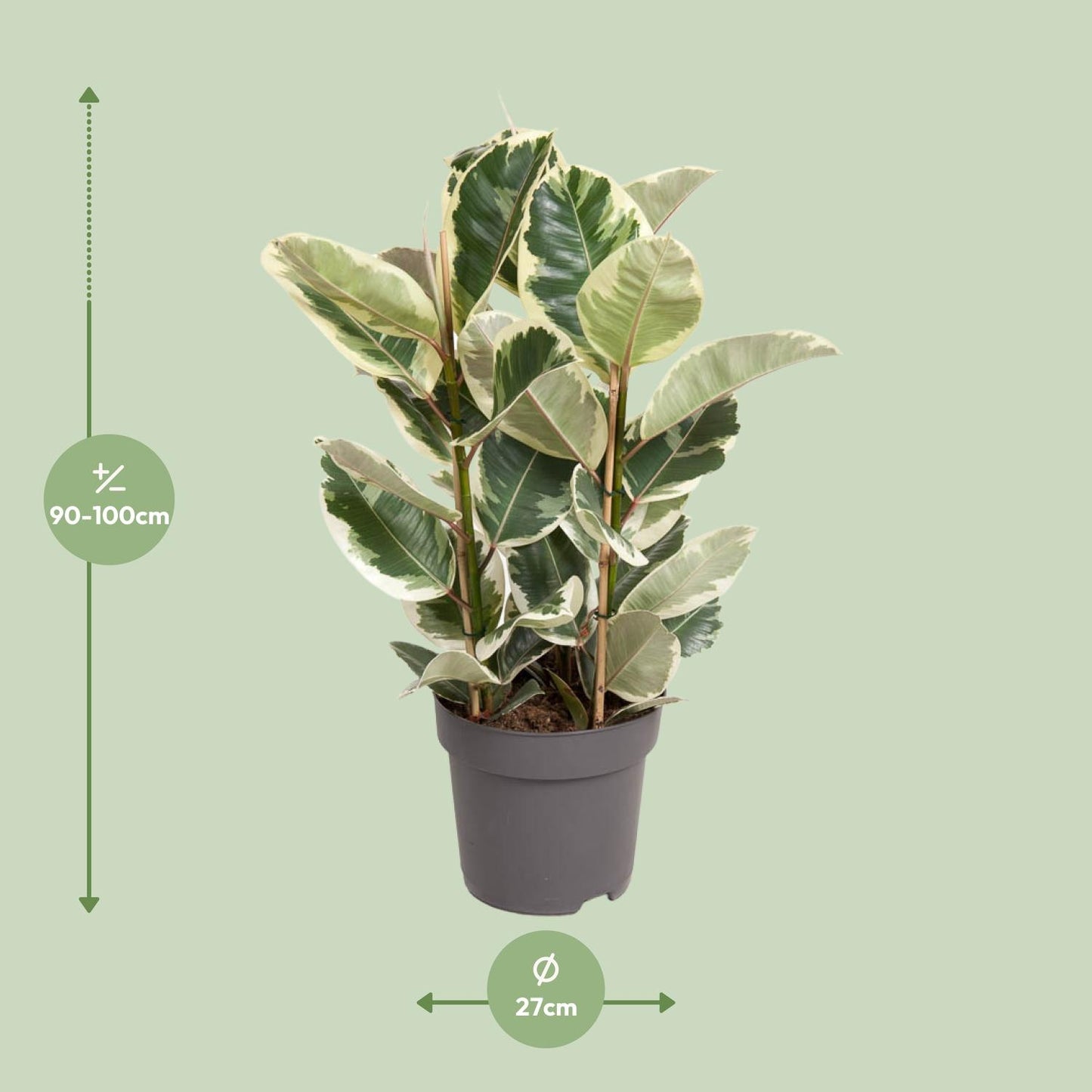 Ficus Elastica Tineke – Ø27cm – ↕100cm