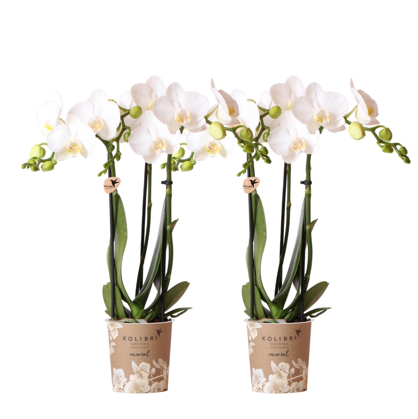 Kolibri-Orchideen | KOMBI-ANGEBOT mit 2 weißen Phalaenopsis-Orchideen - Amabilis - Topfgröße Ø9cm | blühende Zimmerpflanze – frisch vom Züchter