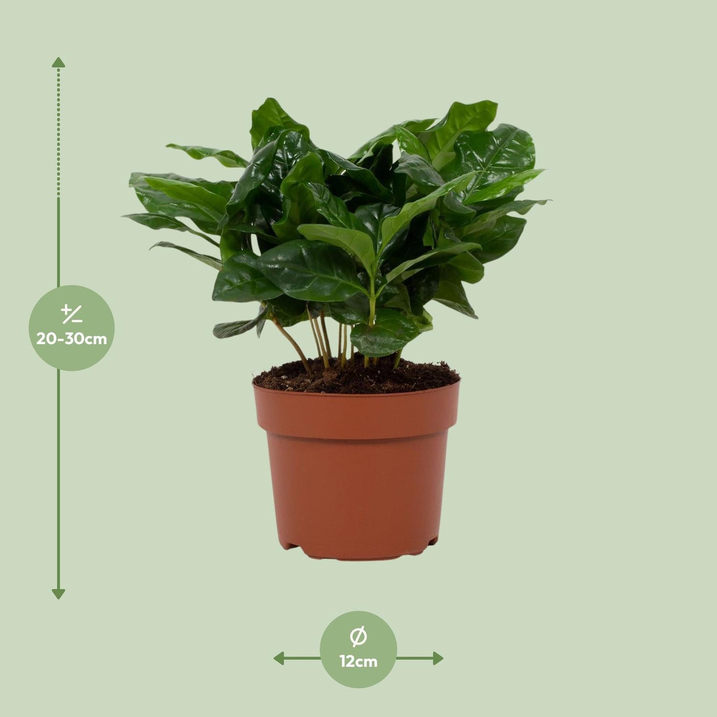 Coffea Arabica 12cm - Ø12cm - ↕22cm